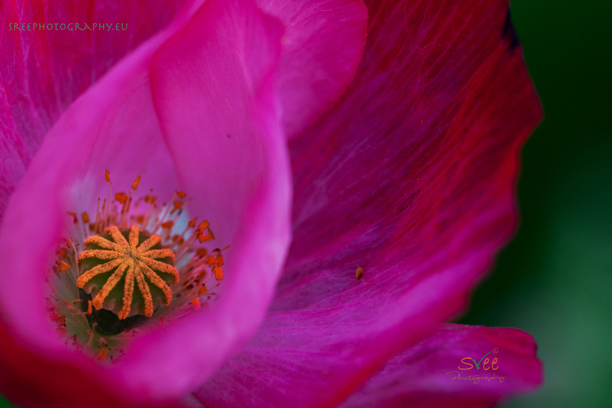 Canon EOS 500D (EOS Rebel T1i / EOS Kiss X3) + Canon EF 100mm F2.8L Macro IS USM sample photo. My first shot of poppy flower photography