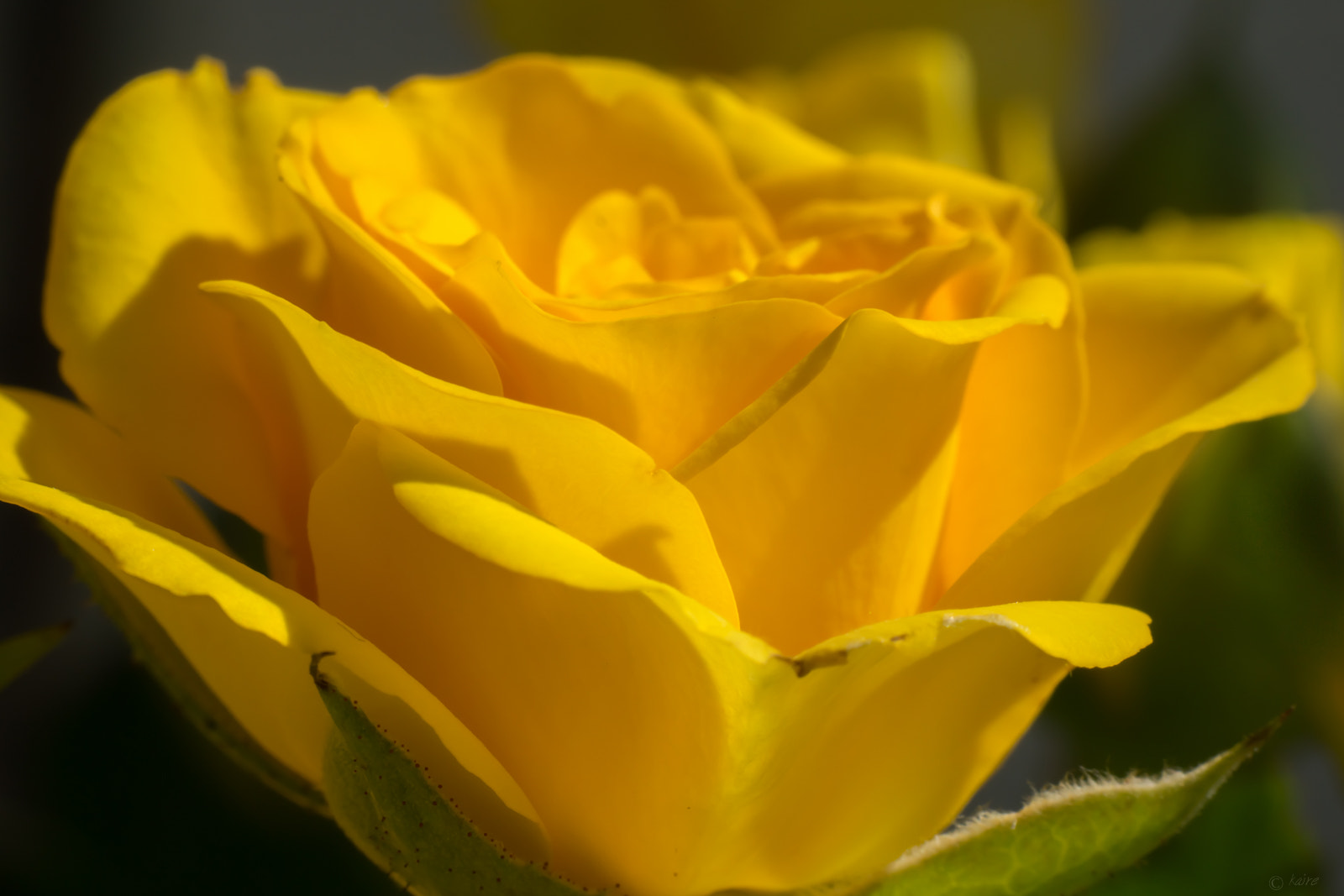 Tamron AF 55-200mm F4-5.6 Di II LD Macro sample photo. A little bit of sunshine... :) photography