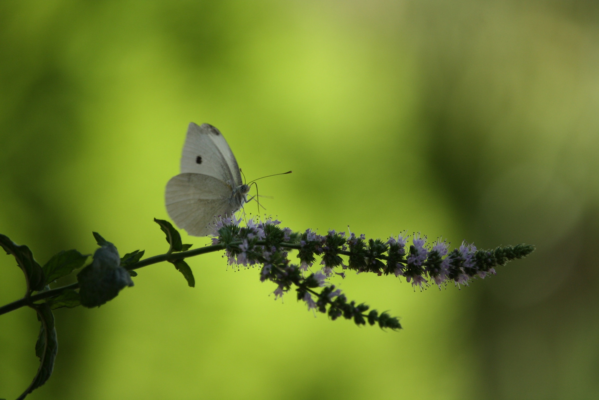 Canon EF-S 55-250mm F4-5.6 IS STM sample photo. As a butterfly photography