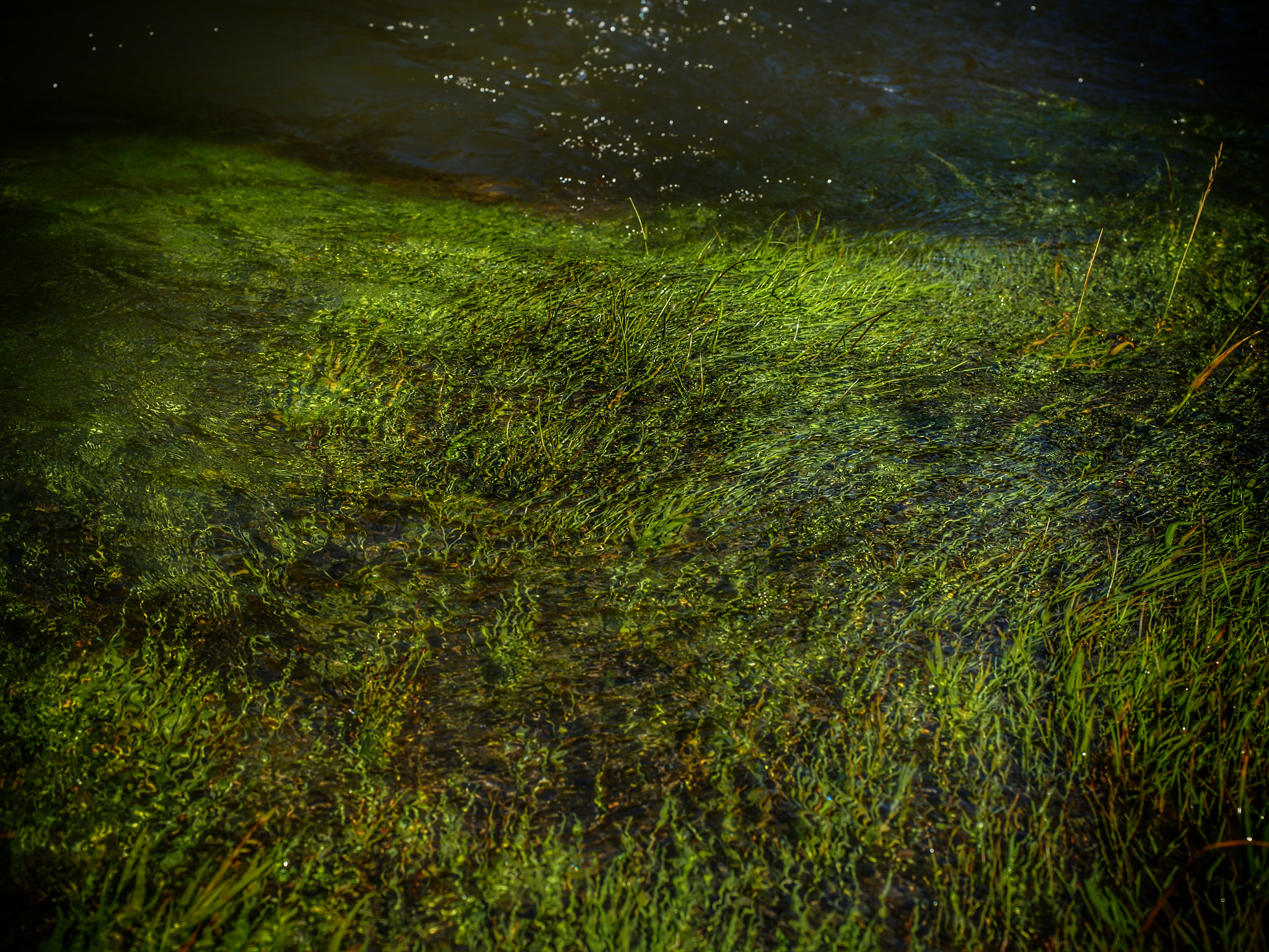 Olympus M.Zuiko Digital ED 12-40mm F2.8 Pro sample photo. Water's so high the grass is growing under the water.  photography