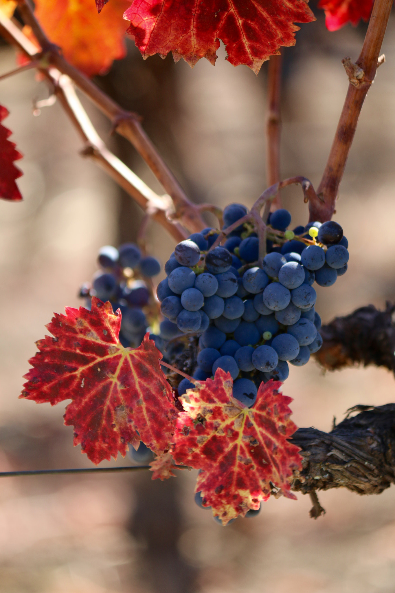 Canon EF-S 55-250mm F4-5.6 IS II sample photo. Napa grapes photography