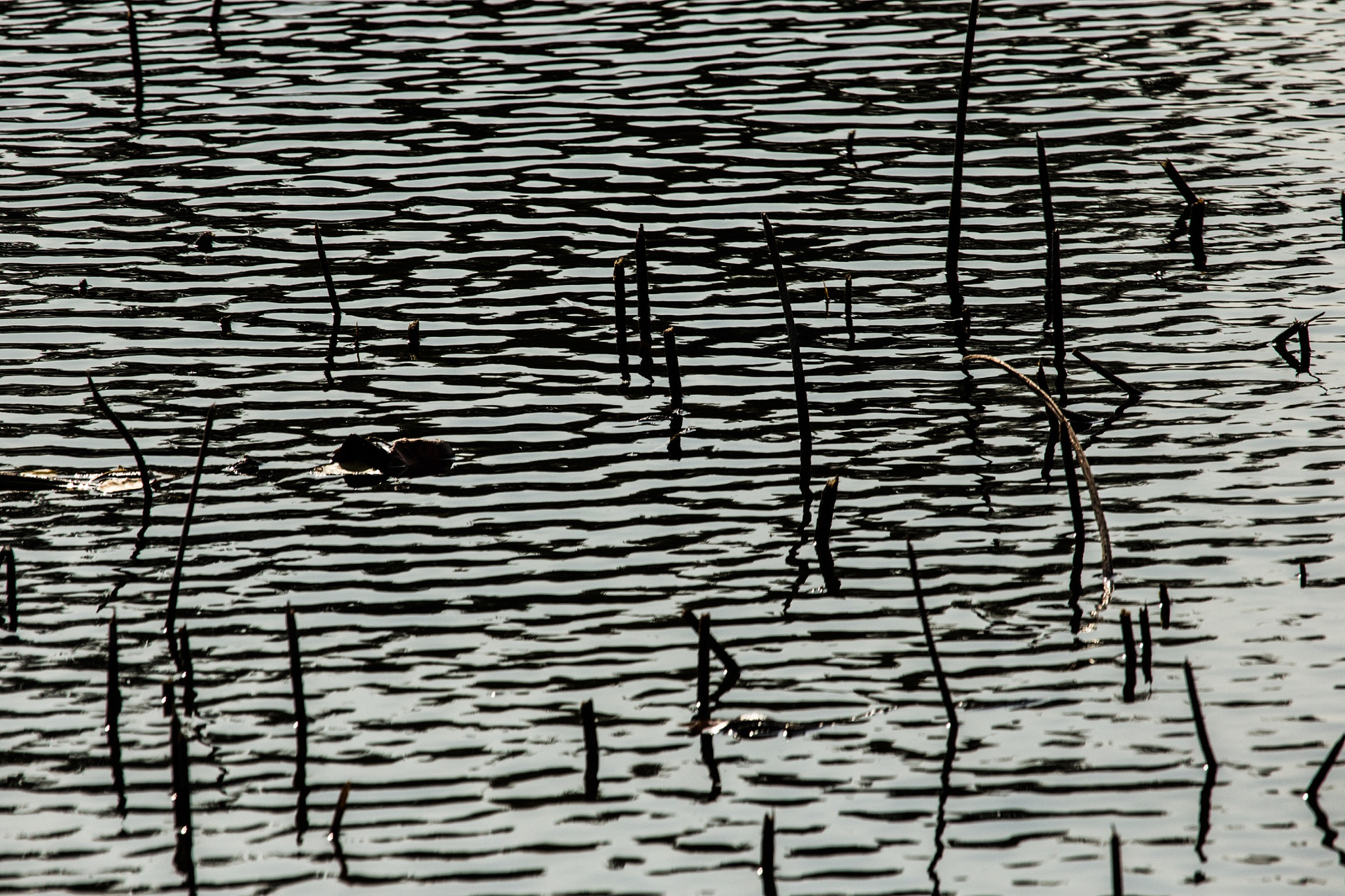 Canon EF 100-400mm F4.5-5.6L IS USM sample photo