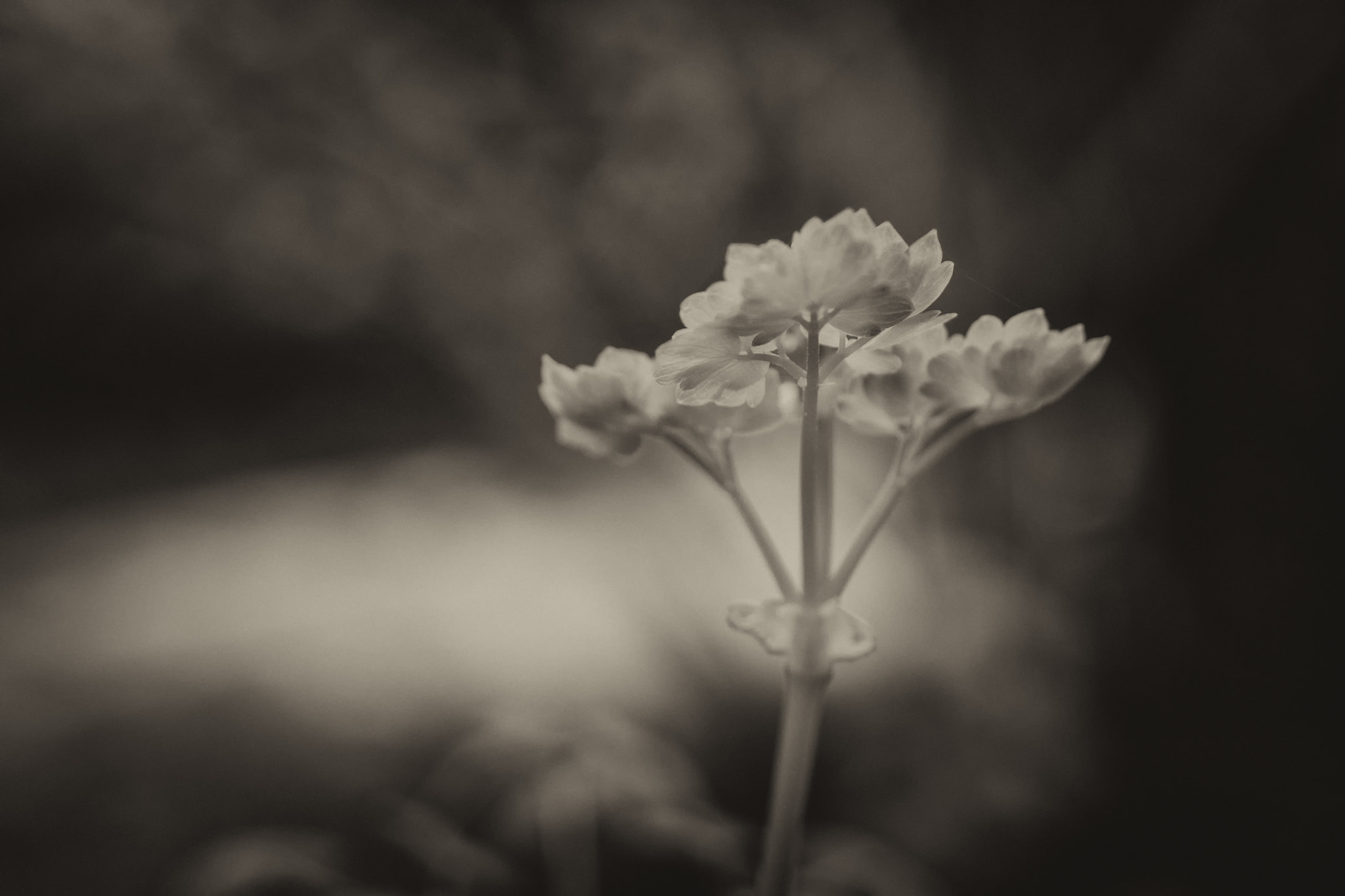 AF Zoom-Nikkor 28-105mm f/3.5-4.5D IF sample photo. Heart ache photography
