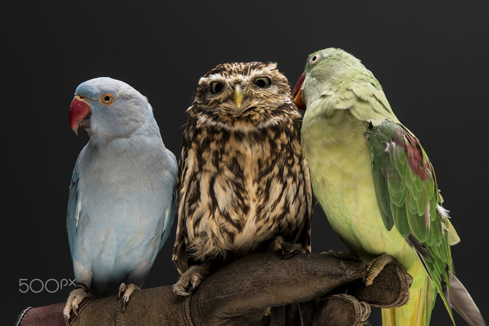 Sigma 17-70mm F2.8-4 DC Macro OS HSM sample photo. Three bird best friends photography