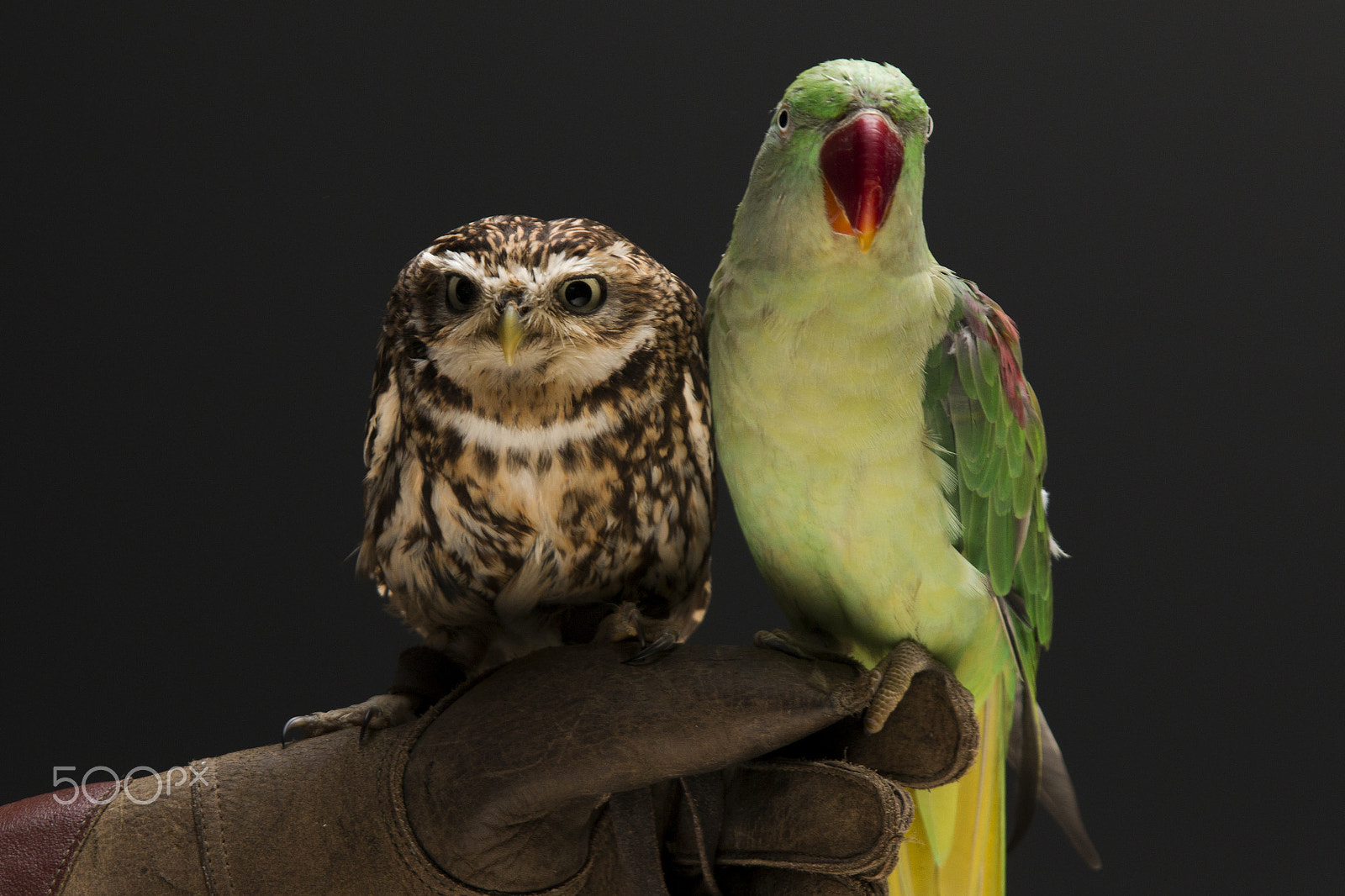 Sigma 17-70mm F2.8-4 DC Macro OS HSM sample photo. Screech owl and best buddy photography