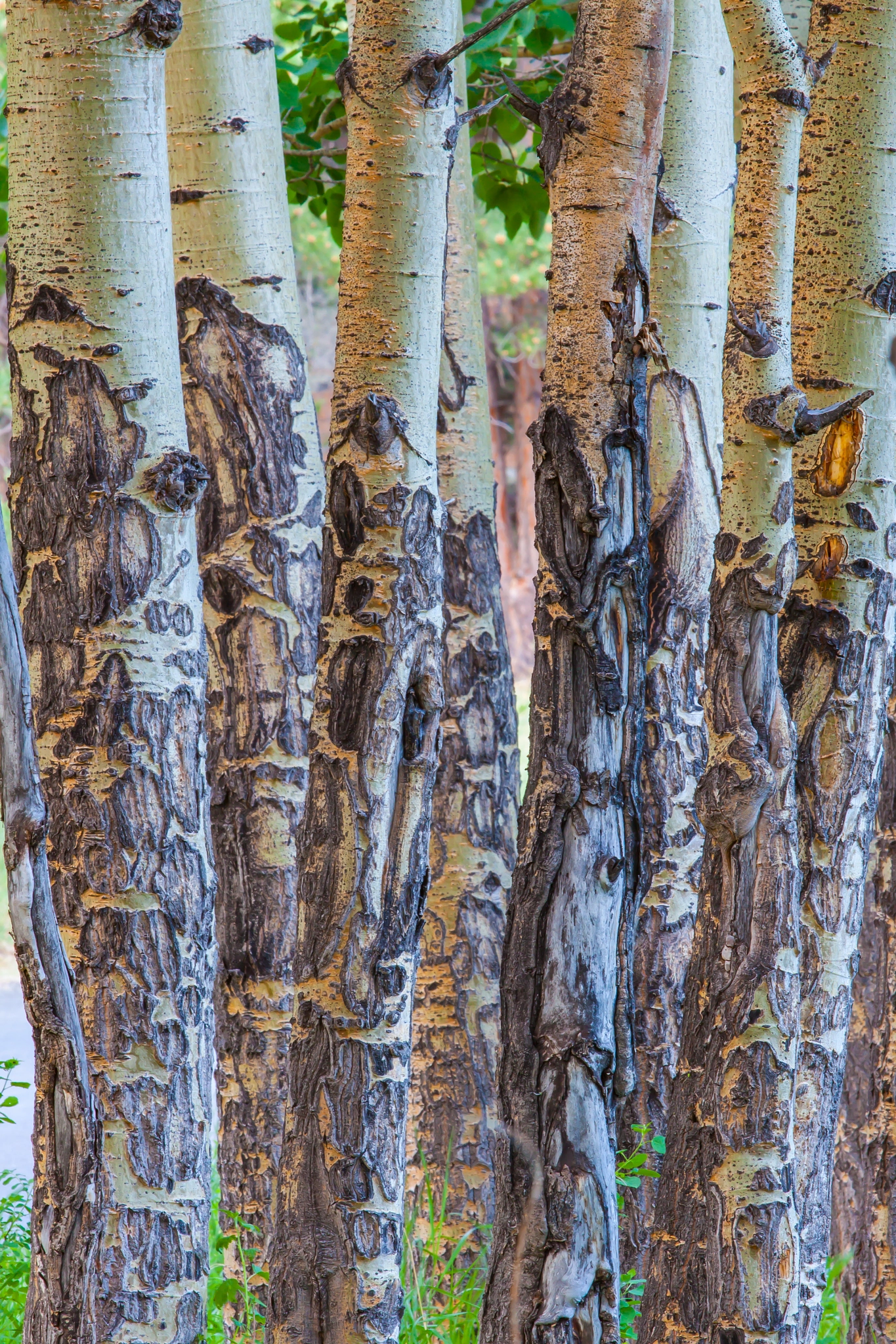 Canon EF 70-200mm F2.8L USM sample photo. Aspen stand photography