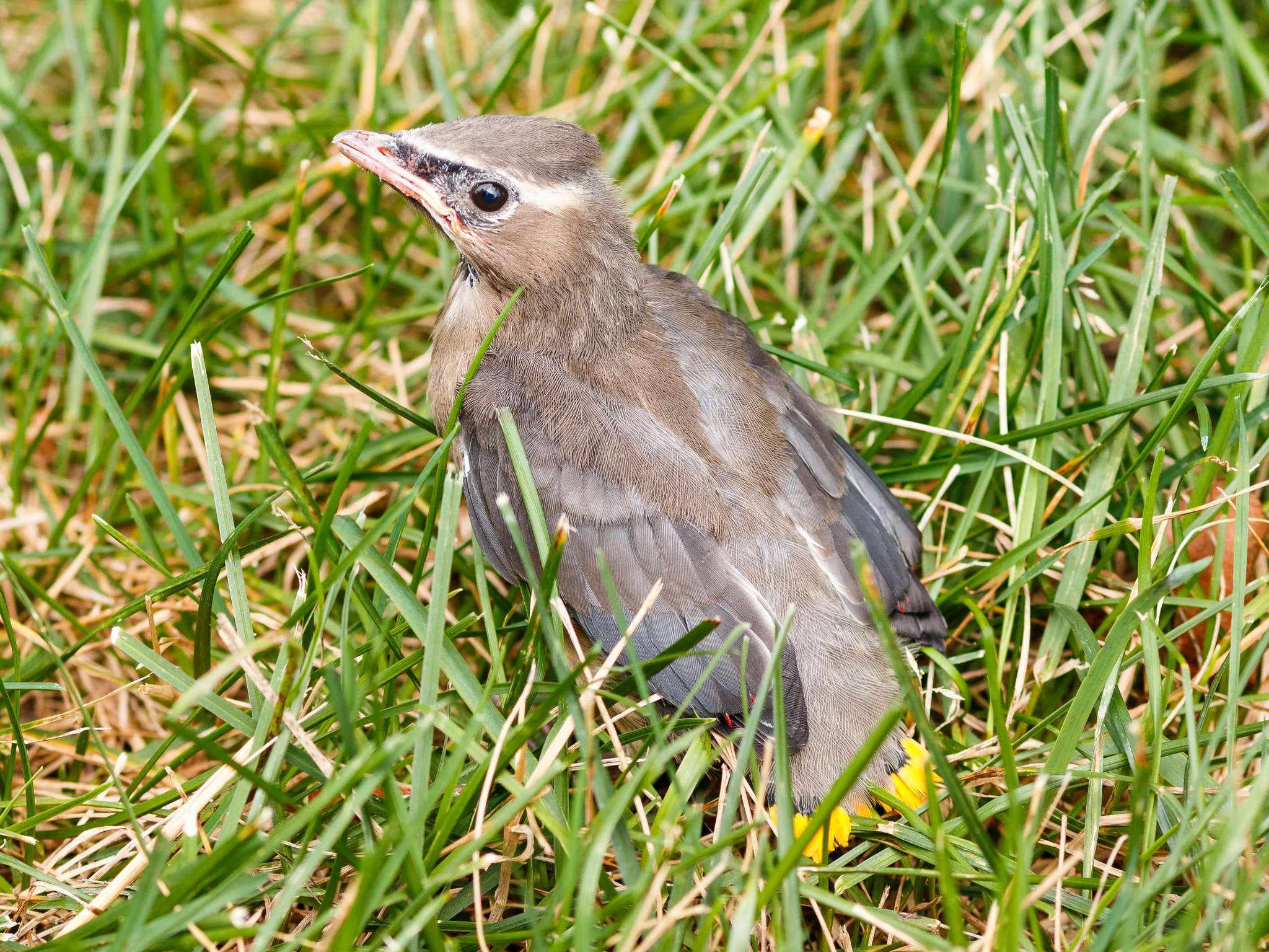 Canon EOS 70D + Canon EF 100mm F2.0 USM sample photo. Cedar waxwing fledgling photography