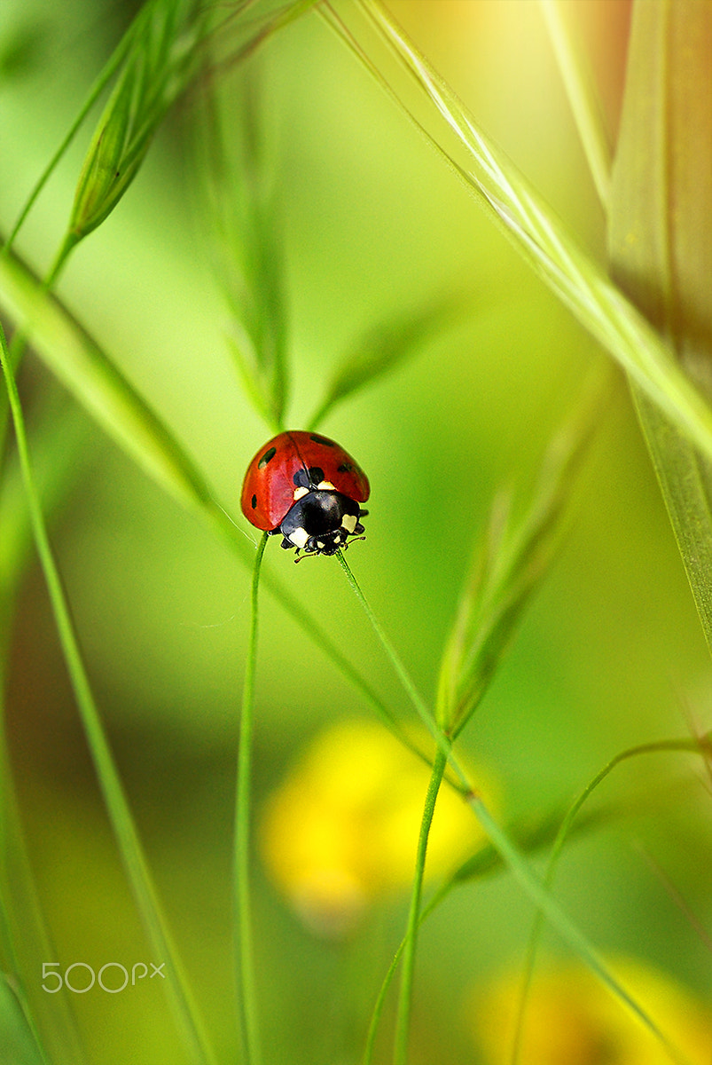 Pentax K10D + Tamron SP AF 90mm F2.8 Di Macro sample photo. The whole world on one blade of grass photography