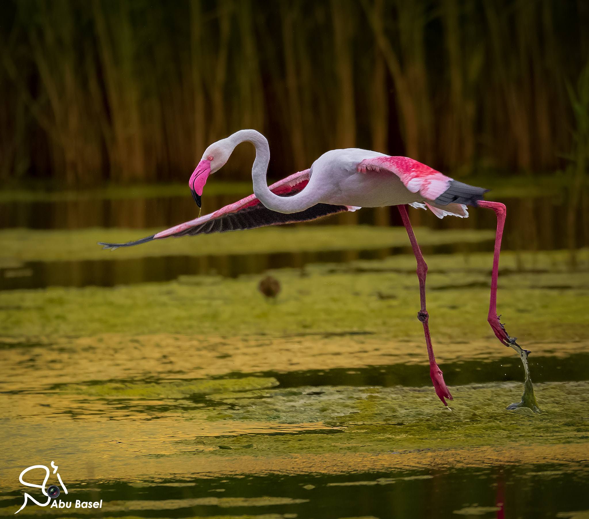 Sigma 150-600mm F5-6.3 DG OS HSM | S sample photo