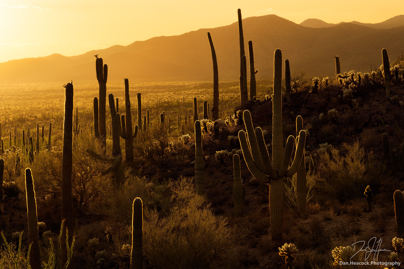 Nikon D800 + Tamron SP AF 70-200mm F2.8 Di LD (IF) MACRO sample photo. Desert summer photography