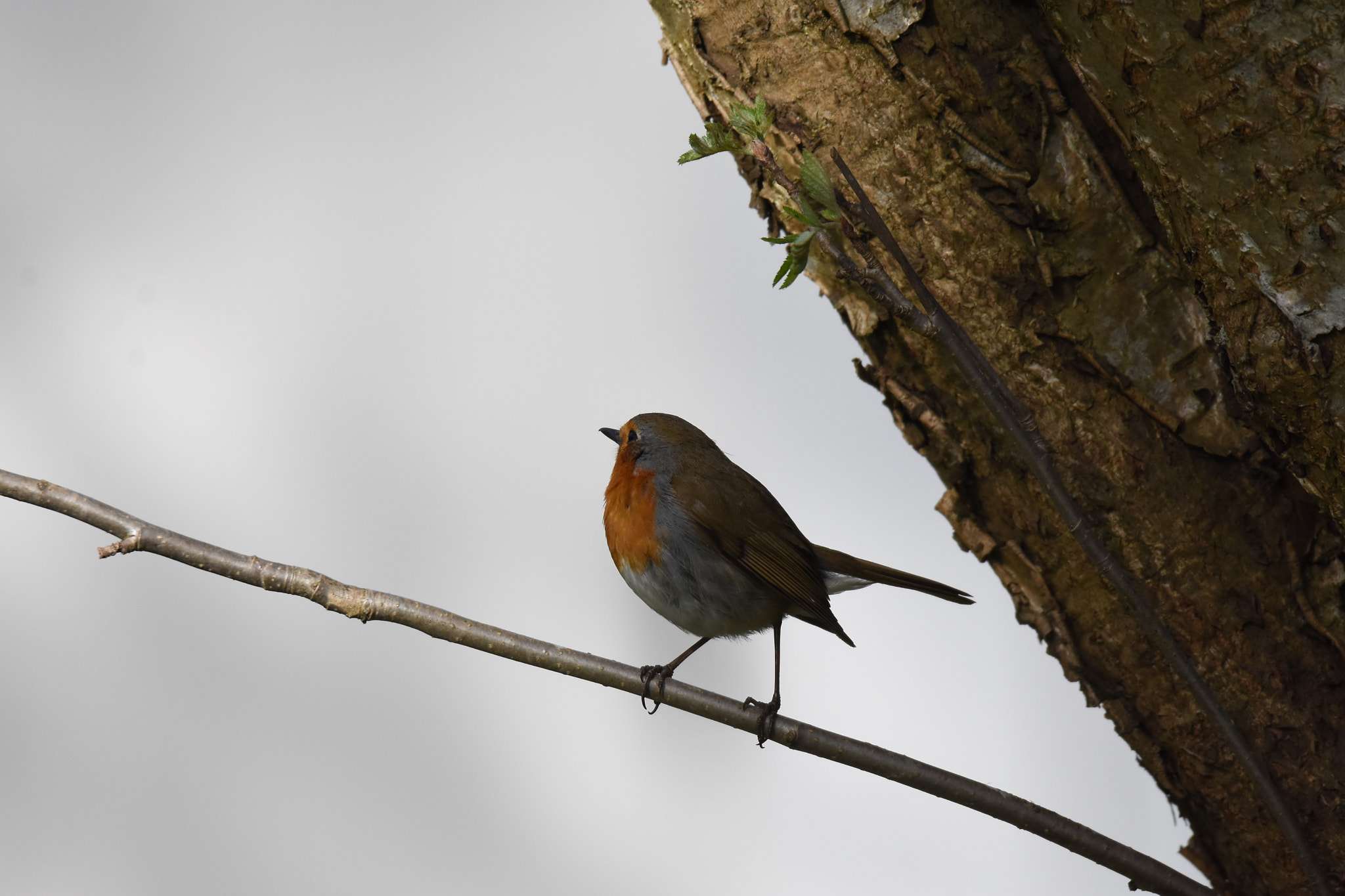Sigma 150-600mm F5-6.3 DG OS HSM | S sample photo. Robin photography