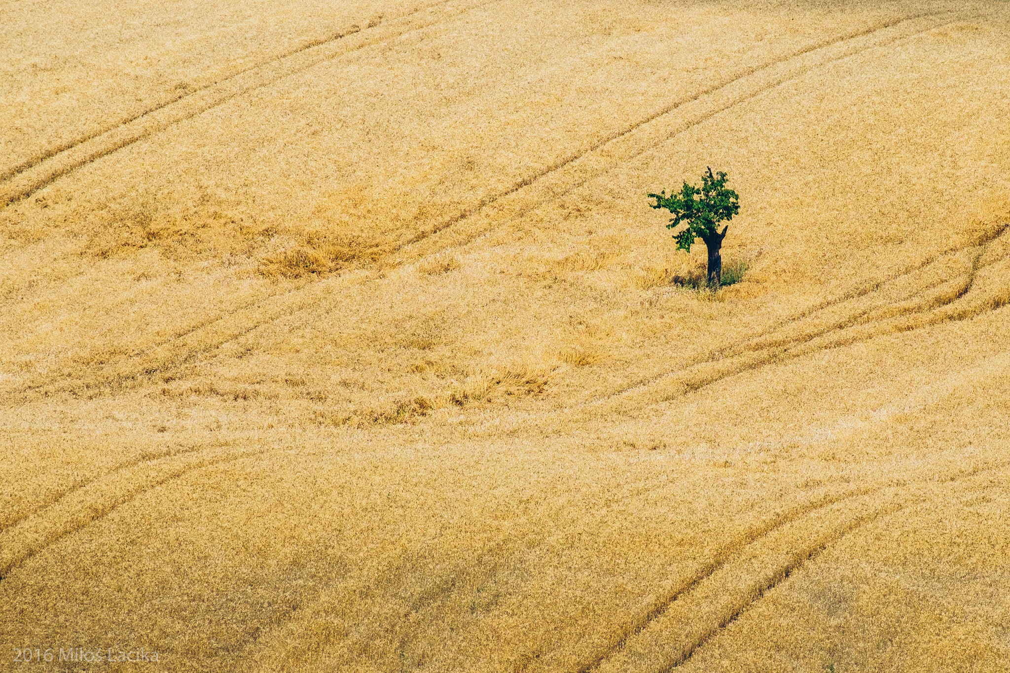 Fujifilm X-Pro1 + Fujifilm XF 55-200mm F3.5-4.8 R LM OIS sample photo. In golden field photography