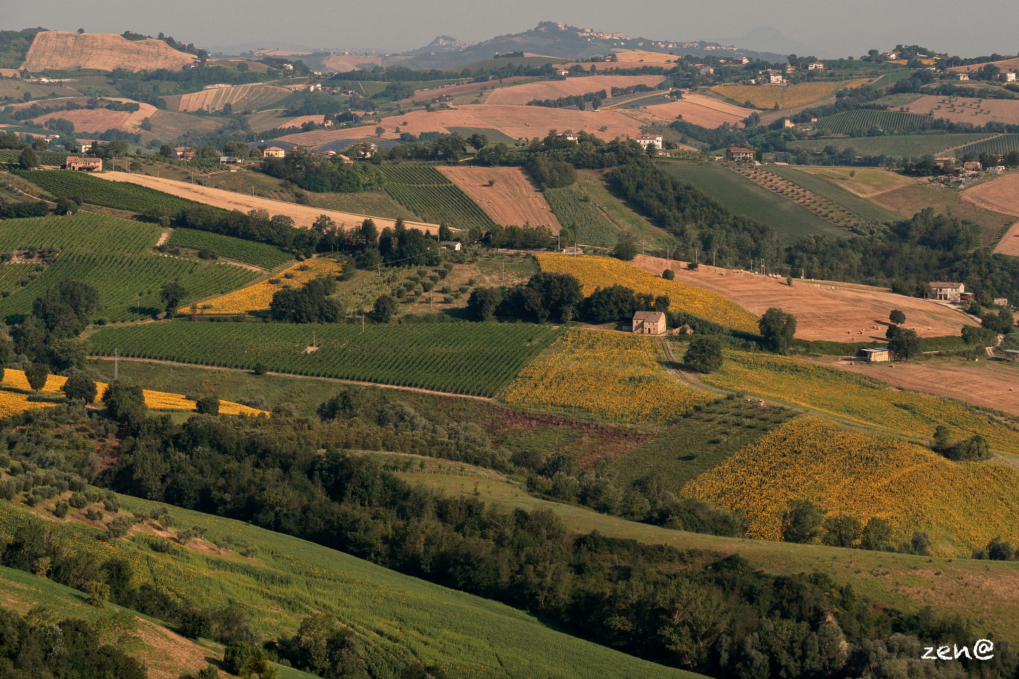 Panasonic Lumix G X Vario 35-100mm F2.8 OIS sample photo. Colline di girasoli...sunflowers photography