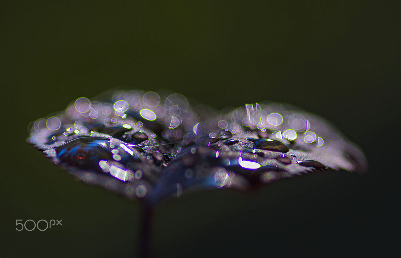 Pentax K-3 II + Sigma sample photo. A leaf love photography