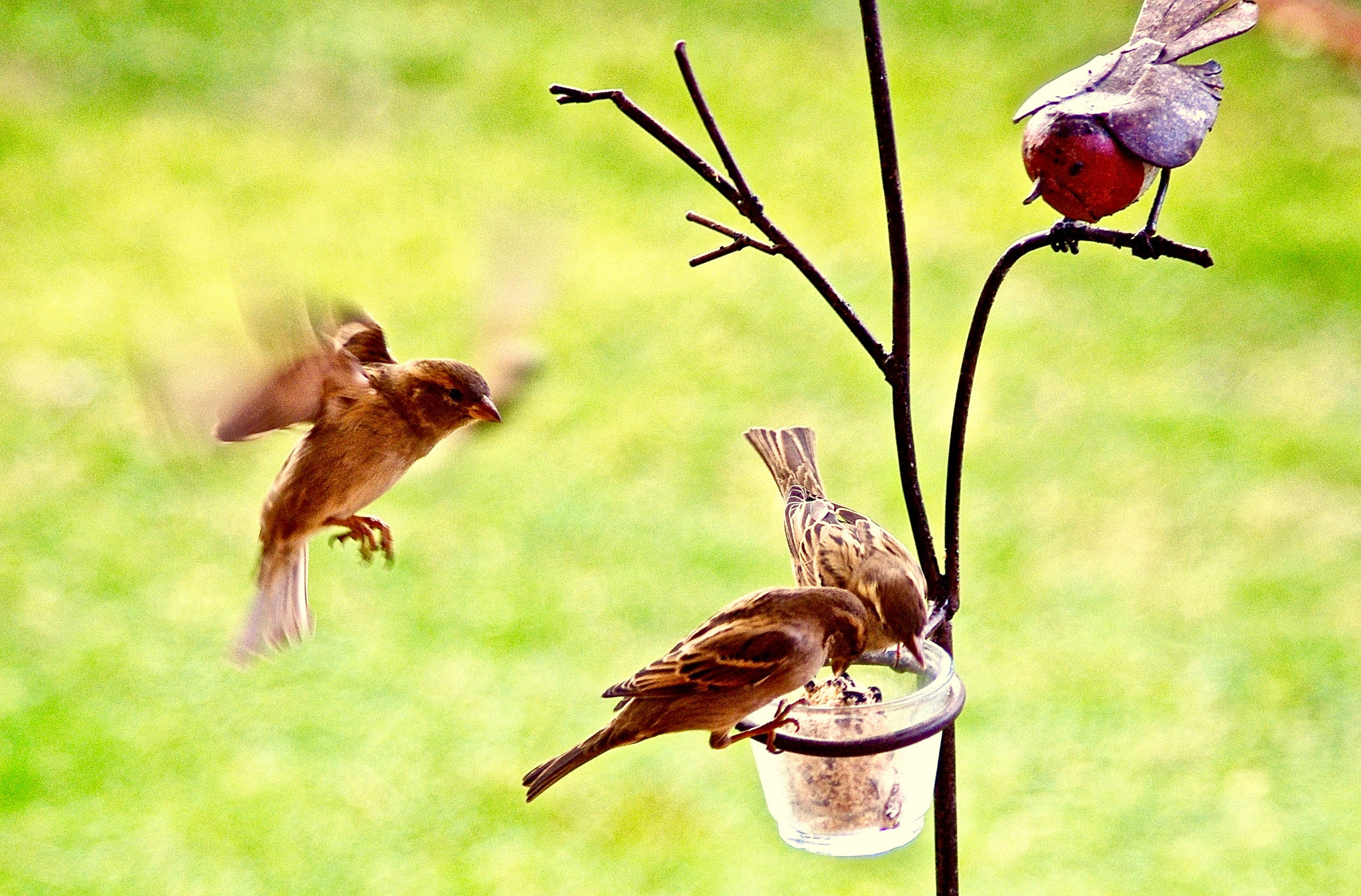 smc PENTAX-DA L 55-300mm F4-5.8 ED sample photo. Moineaux affamés sur mangeoire photography