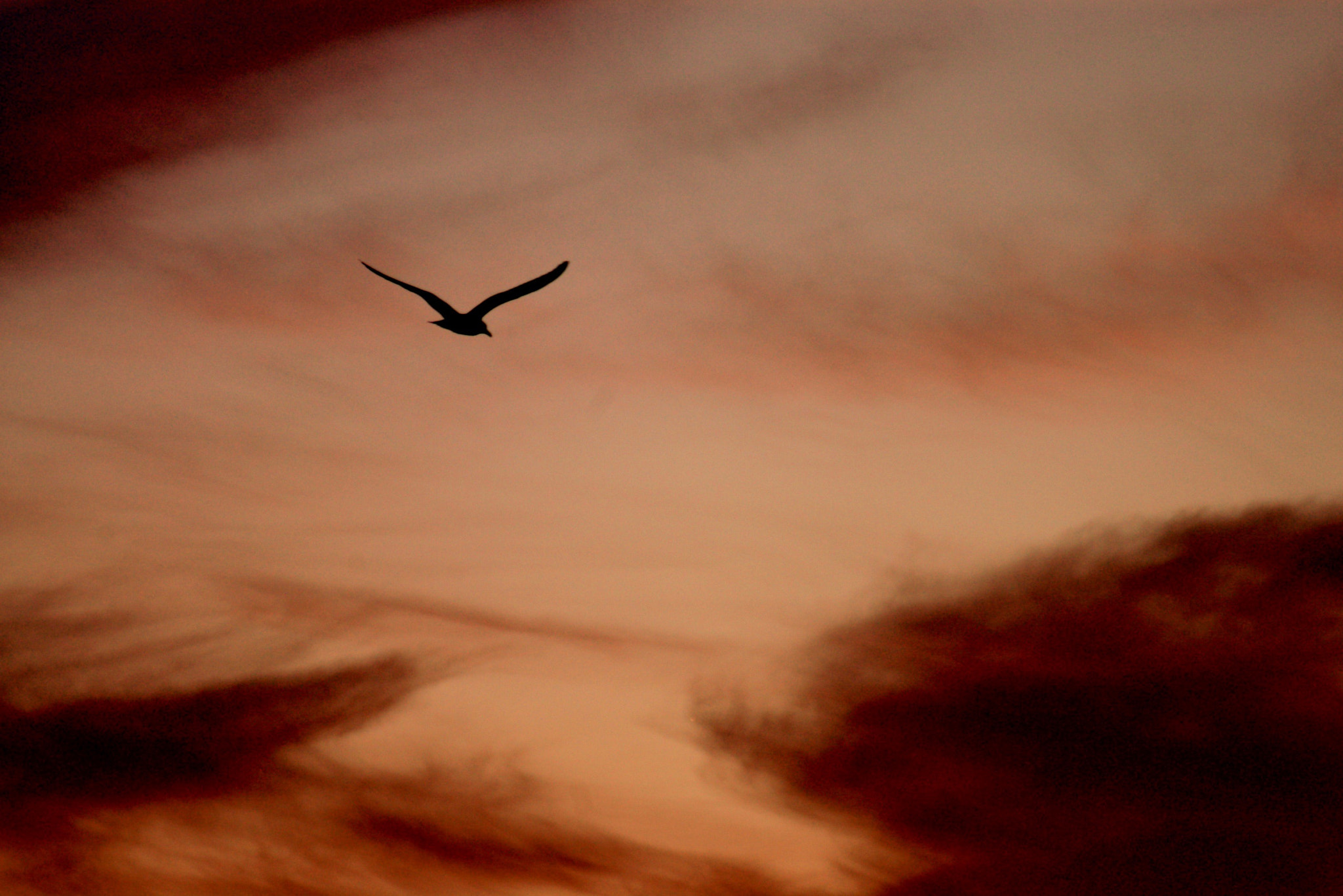 Pentax *ist D sample photo. Mouette au soleil couchant photography