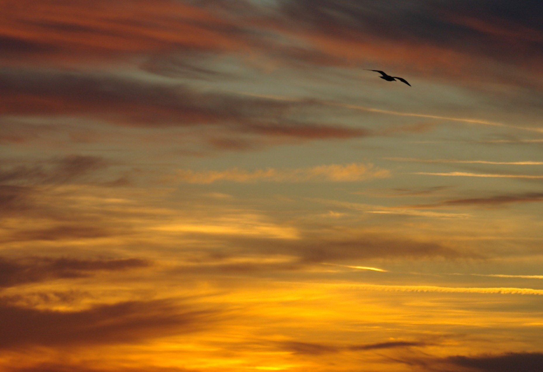 Pentax *ist D sample photo. Coucher soleil mouette photography
