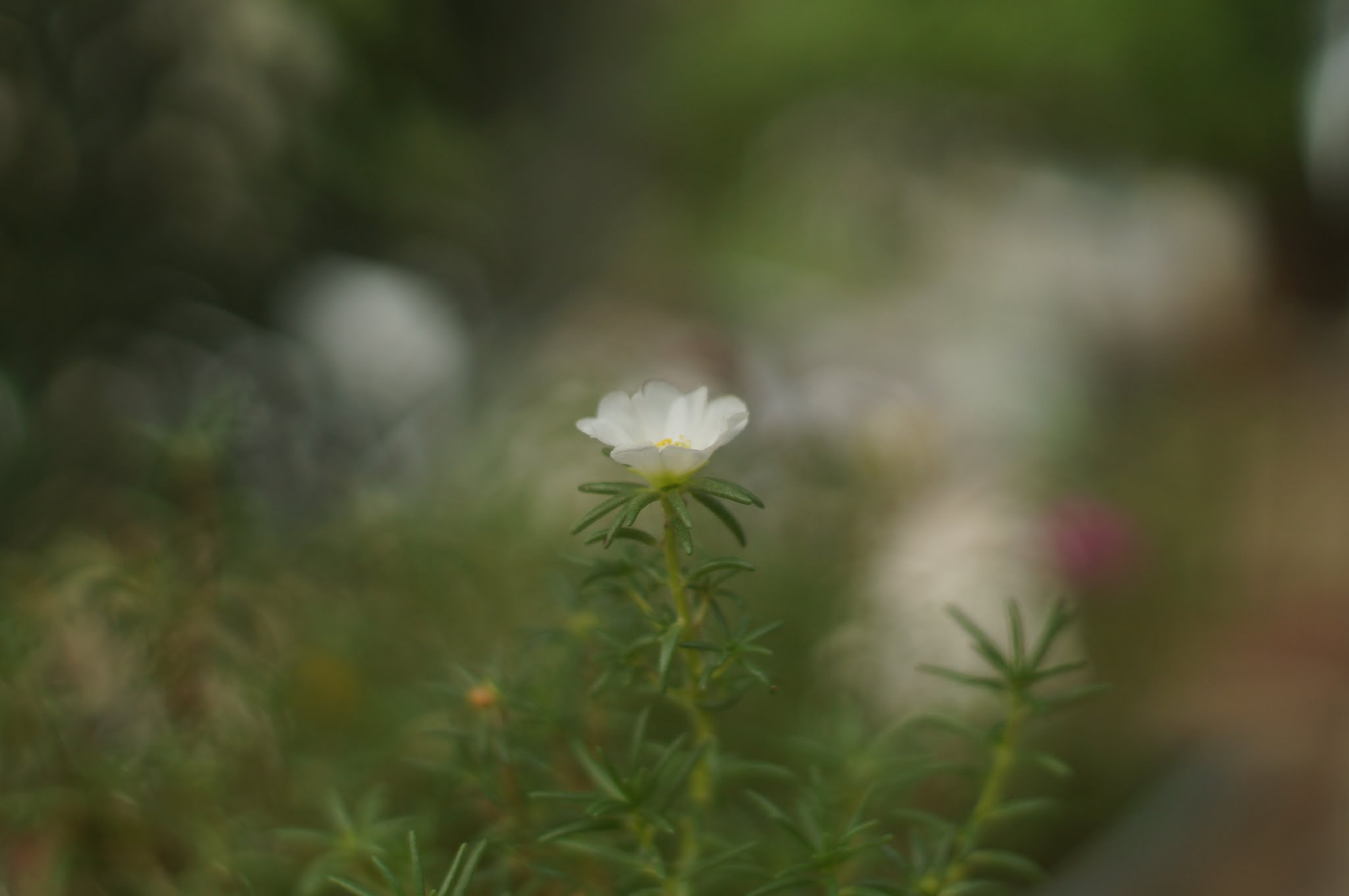 Sony SLT-A37 + Minolta AF 50mm F1.4 [New] sample photo. White flower photography