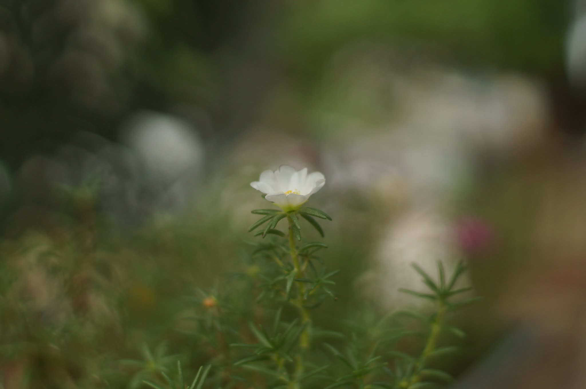 Minolta AF 50mm F1.4 [New] sample photo. White flower photography