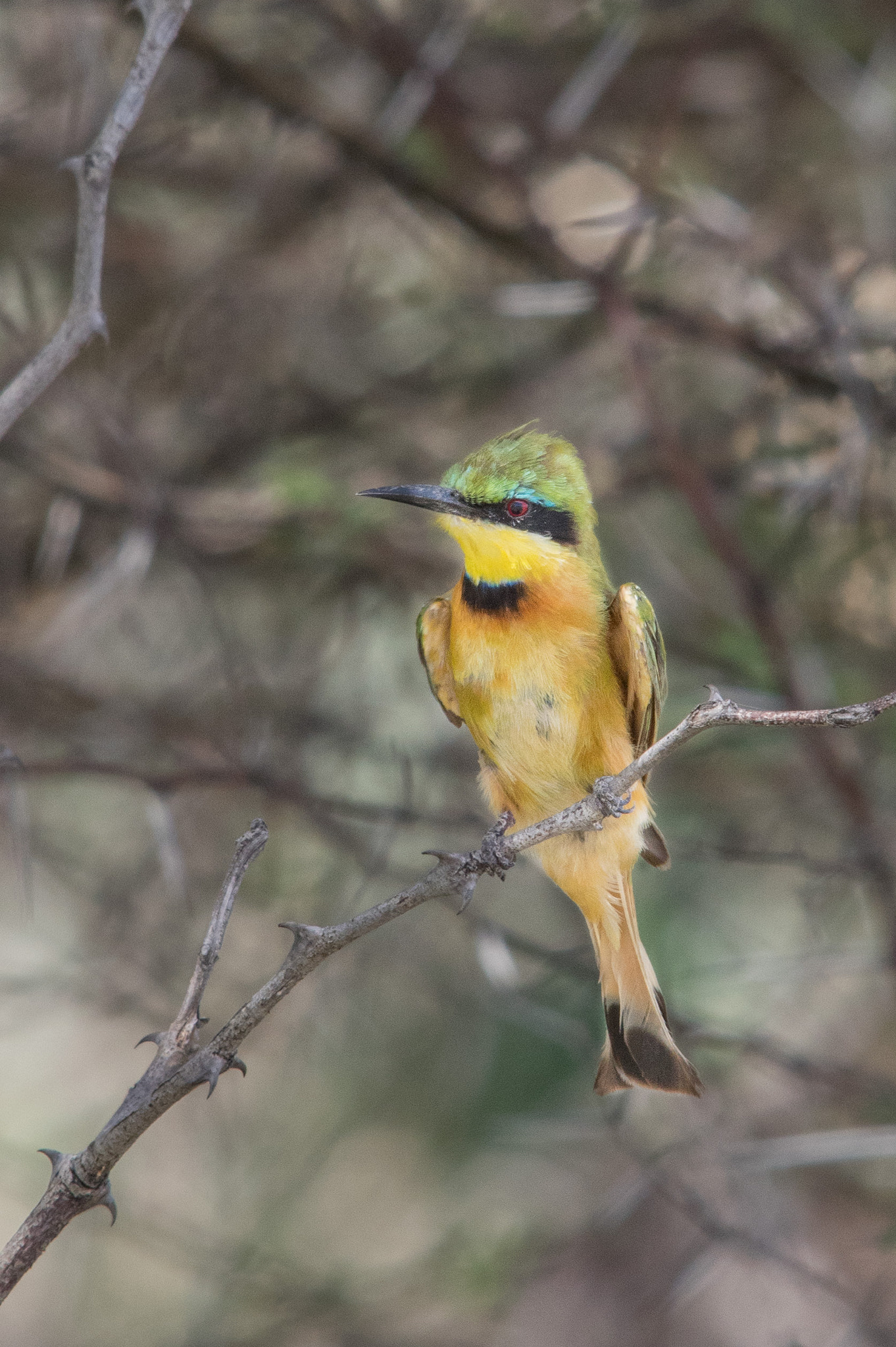 Pentax K-3 + Sigma 70-200mm F2.8 EX DG Macro HSM II sample photo. Little bee-eater photography