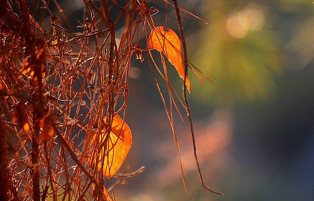 Sigma 70-300mm F4-5.6 APO Macro Super II sample photo. Nature - detail - abstract 03 photography