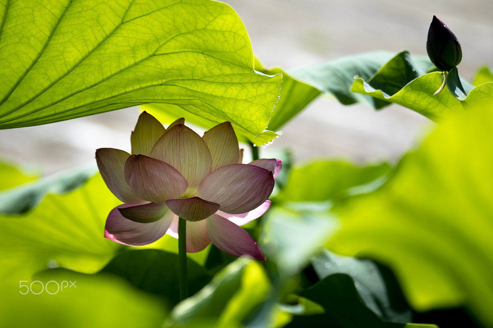 Sony a7R II + Sony 70-400mm F4-5.6 G SSM II sample photo. After the rain(_dsc2254.jpg) photography