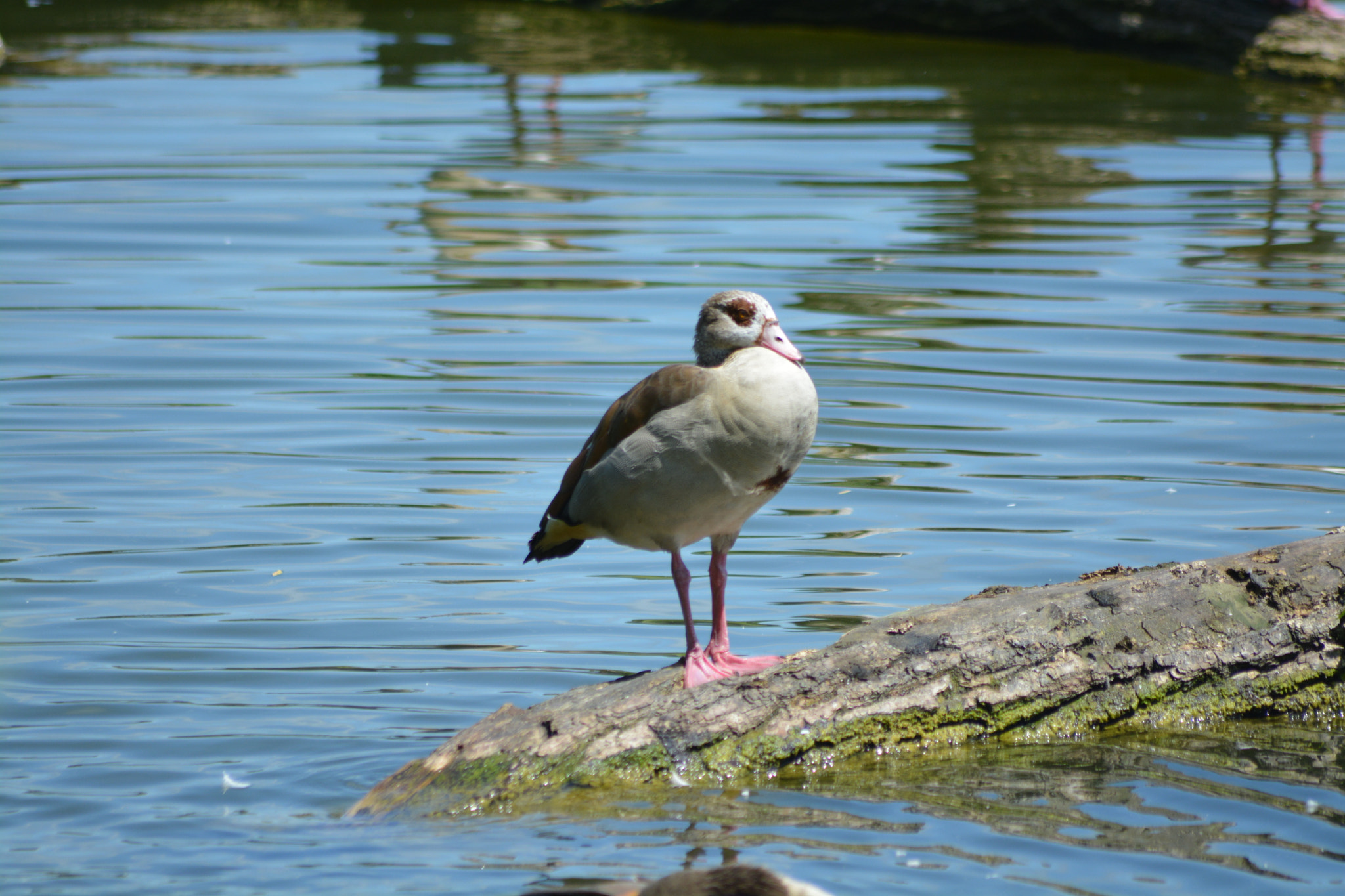 Nikon D5200 + Sigma 70-300mm F4-5.6 APO Macro Super II sample photo. Sunbathe photography