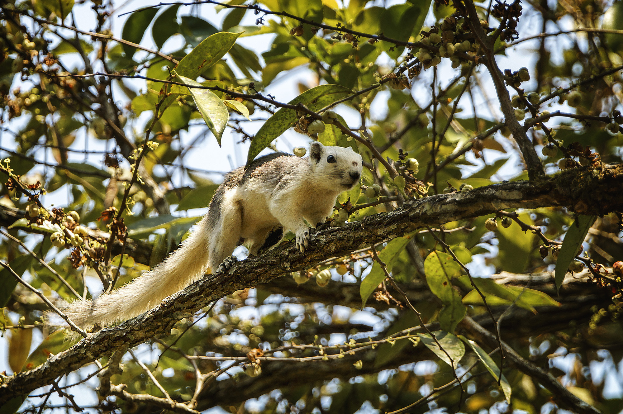 Sony SLT-A57 + Sony 70-400mm F4-5.6 G SSM sample photo. Variable squirrel (finlayson's squirrel) photography