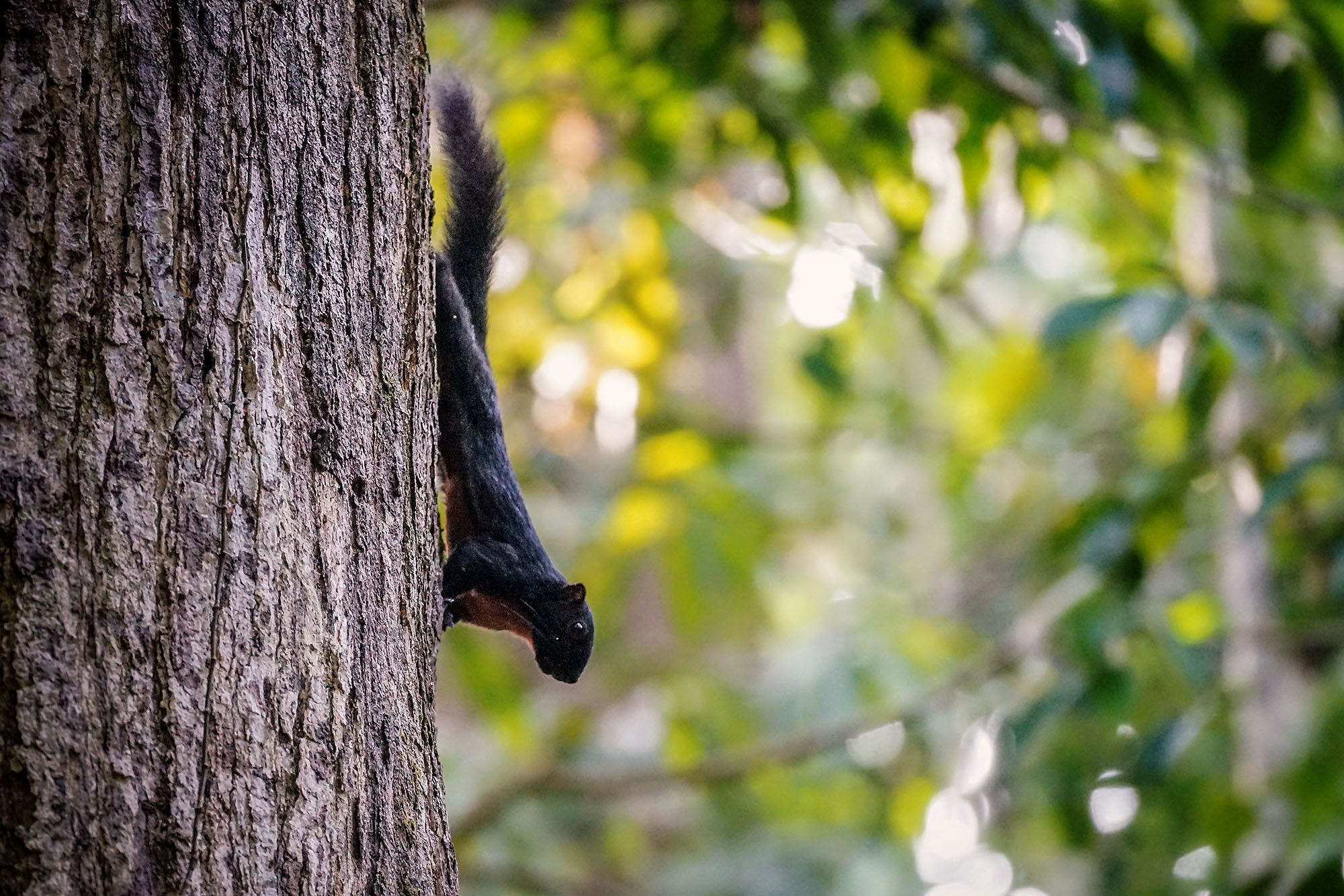 Sony 70-300mm F4.5-5.6 G SSM sample photo. Prevost's squirrel photography
