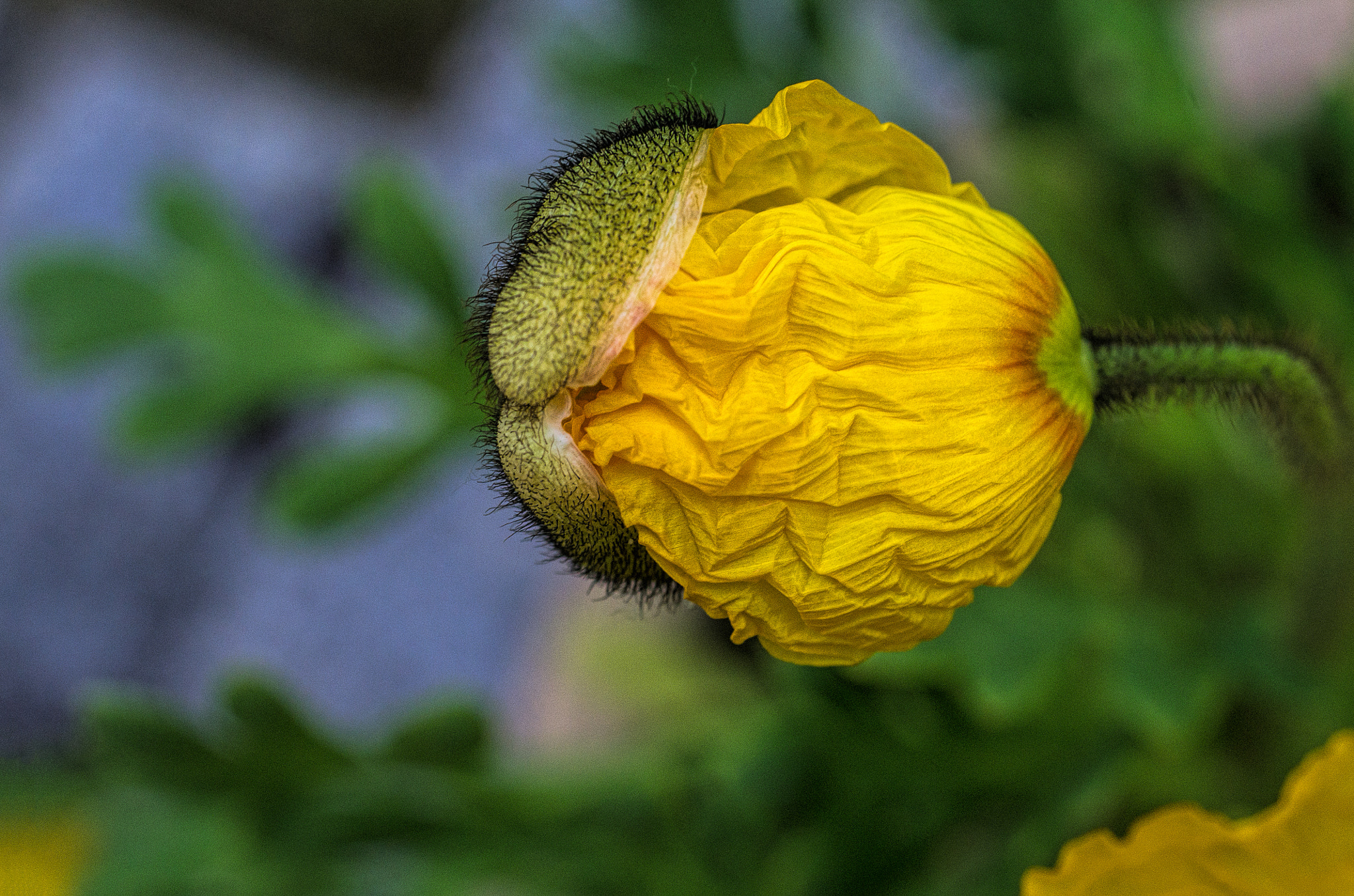 Pentax K-5 + smc PENTAX-F MACRO 50mm F2.8 sample photo. Good morning world photography