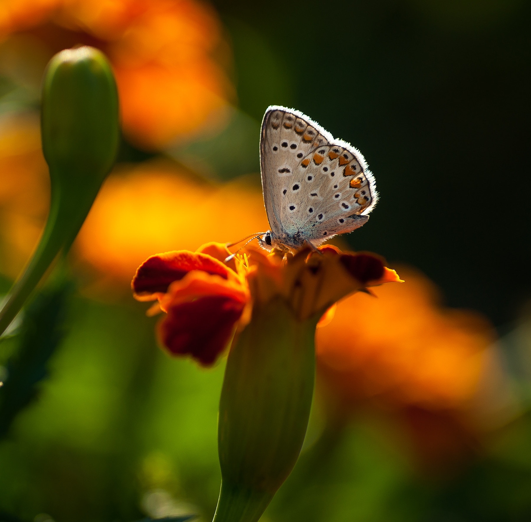 Sony Alpha DSLR-A900 + Minolta AF 100mm F2.8 Macro [New] sample photo. Butterfly photography