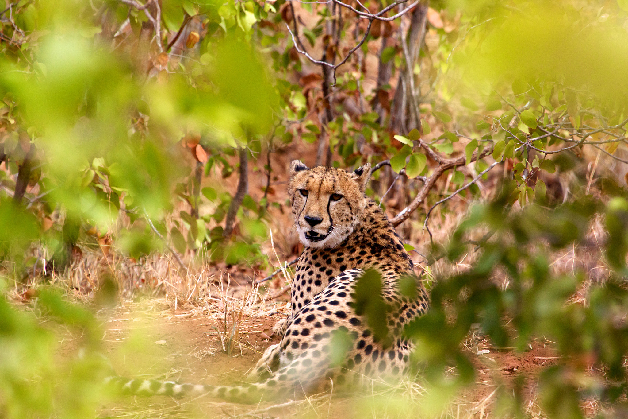 Canon EF 100-400mm F4.5-5.6L IS USM sample photo. Now you see me... photography