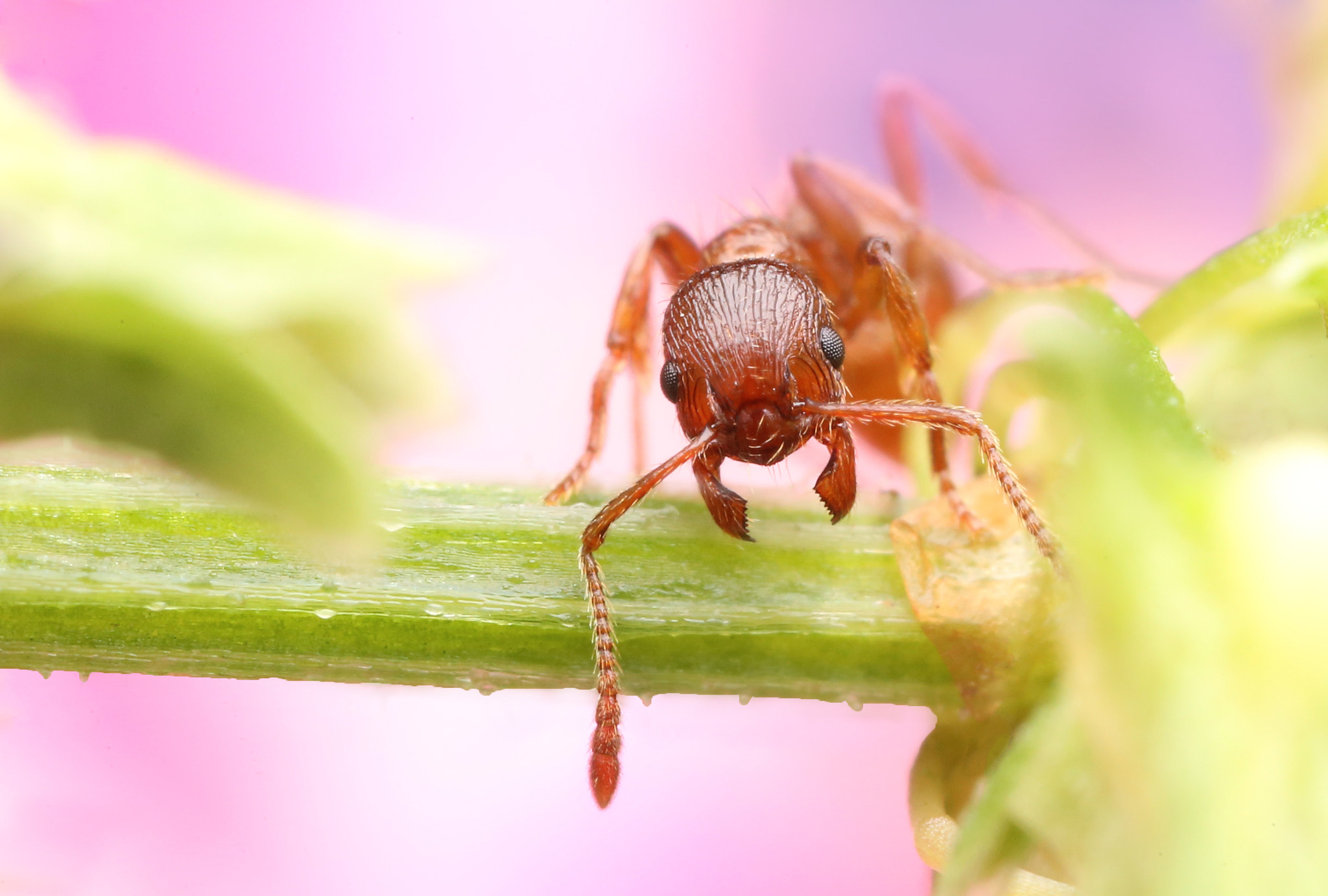Canon MP-E 65mm F2.5 1-5x Macro Photo sample photo. Biting photography
