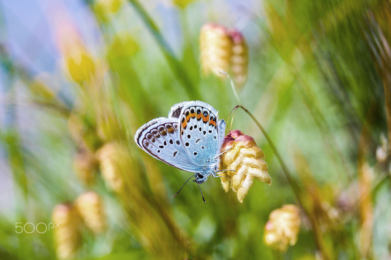 Canon EF-S 60mm F2.8 Macro USM sample photo. The desire photography