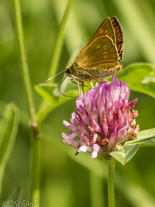 Panasonic DMC-G70 sample photo. Rostfarbiger-dickkopffalter (ochlodes sylvanus) photography
