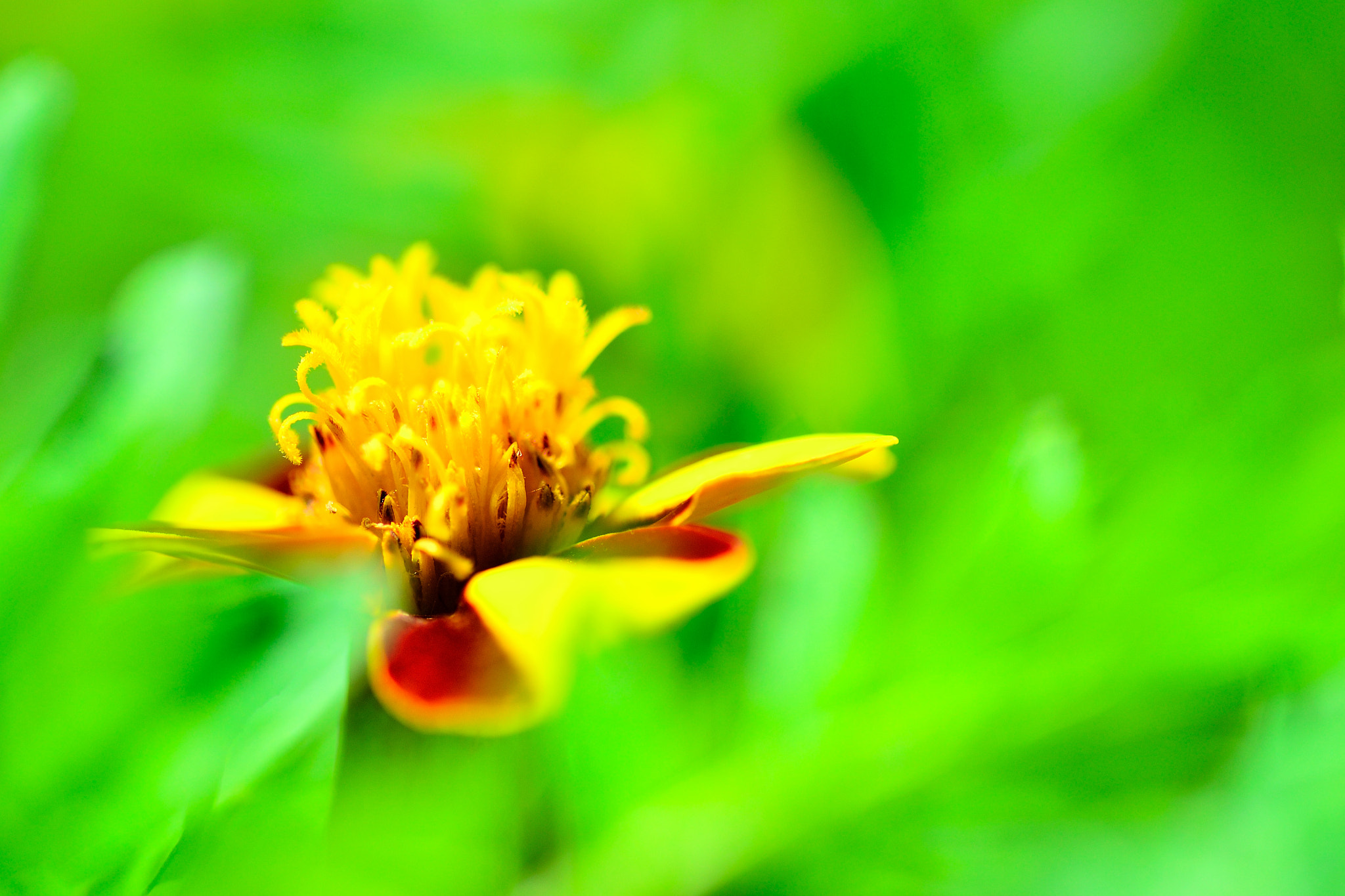 Nikon D3100 sample photo. マリーゴールド photography