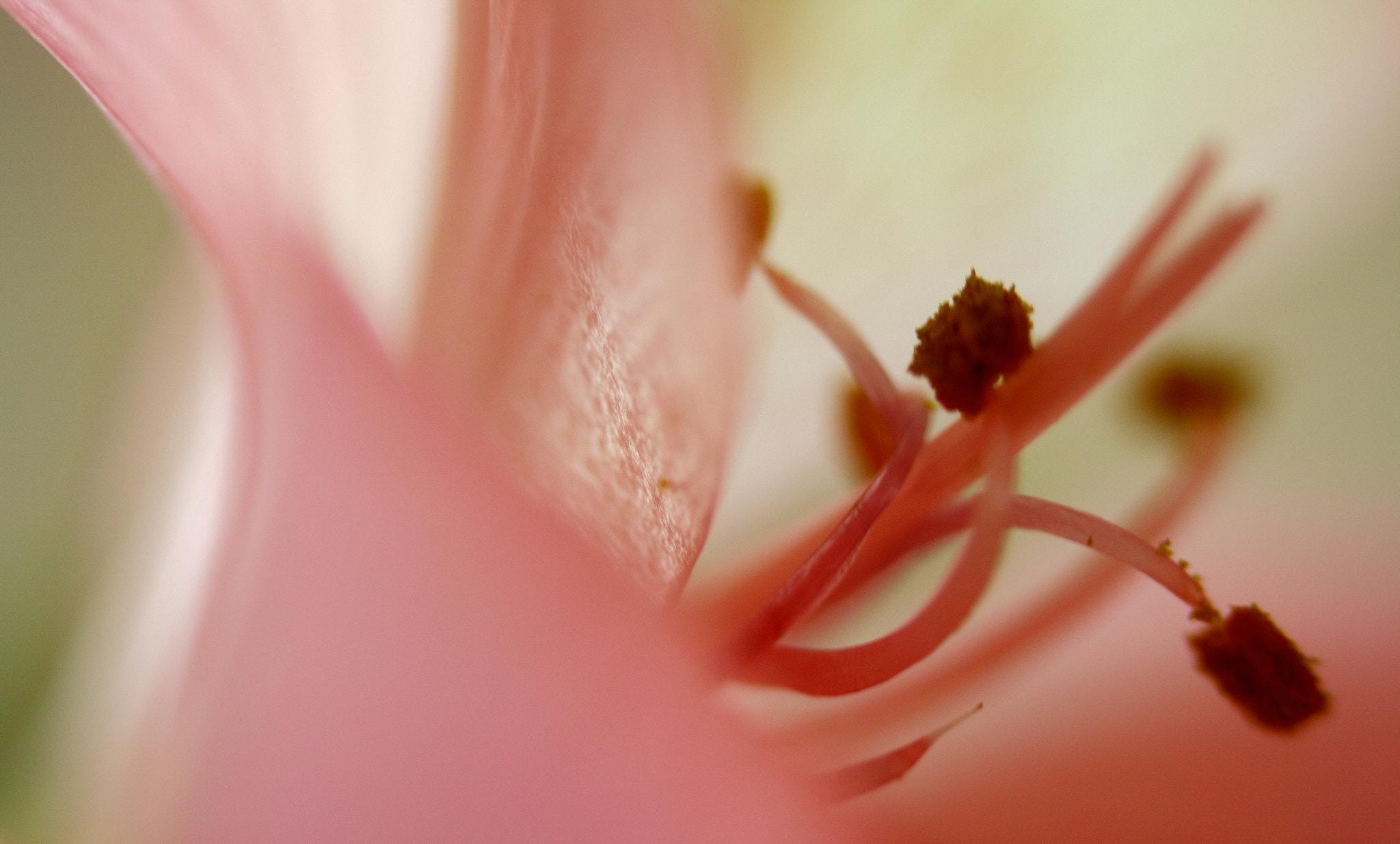 Canon EF35-80mm f/4-5.6 sample photo. Pistile flamant (rose) photography