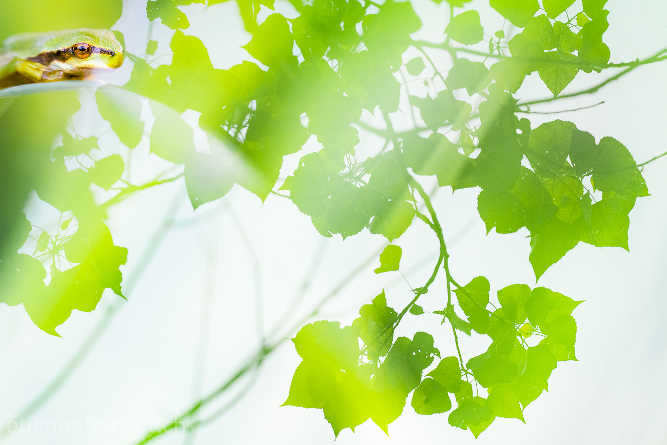 Sigma 150mm F2.8 EX DG OS Macro HSM sample photo. Puzzle photography