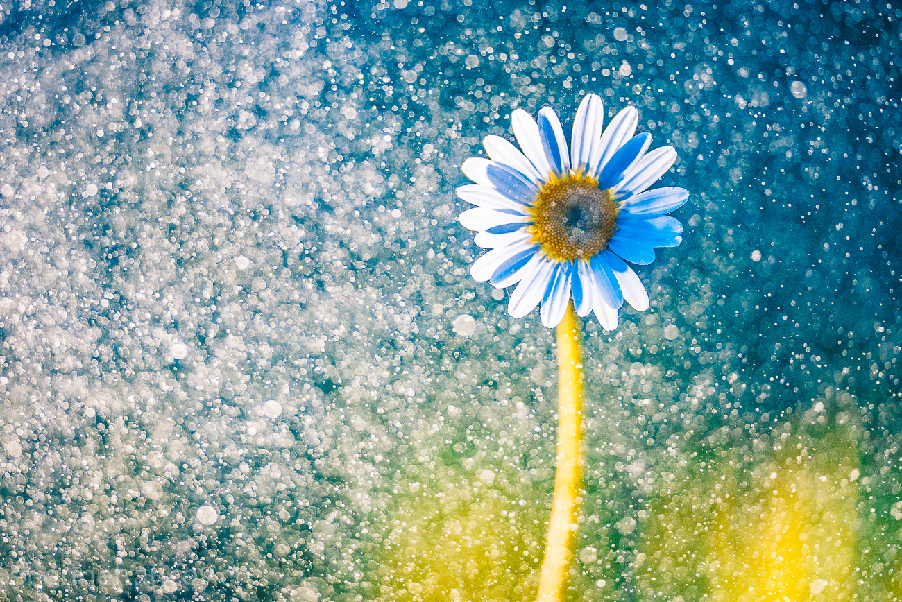 Sigma 150mm F2.8 EX DG OS Macro HSM sample photo. A colored summer photography