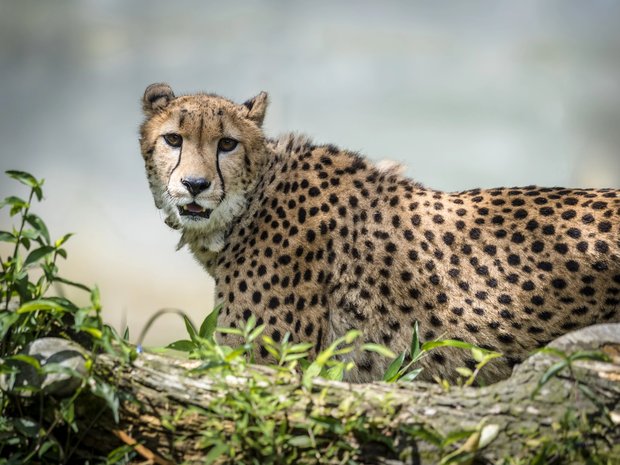 Nikon AF-S Nikkor 400mm F2.8E FL ED VR sample photo. What are you doing? photography