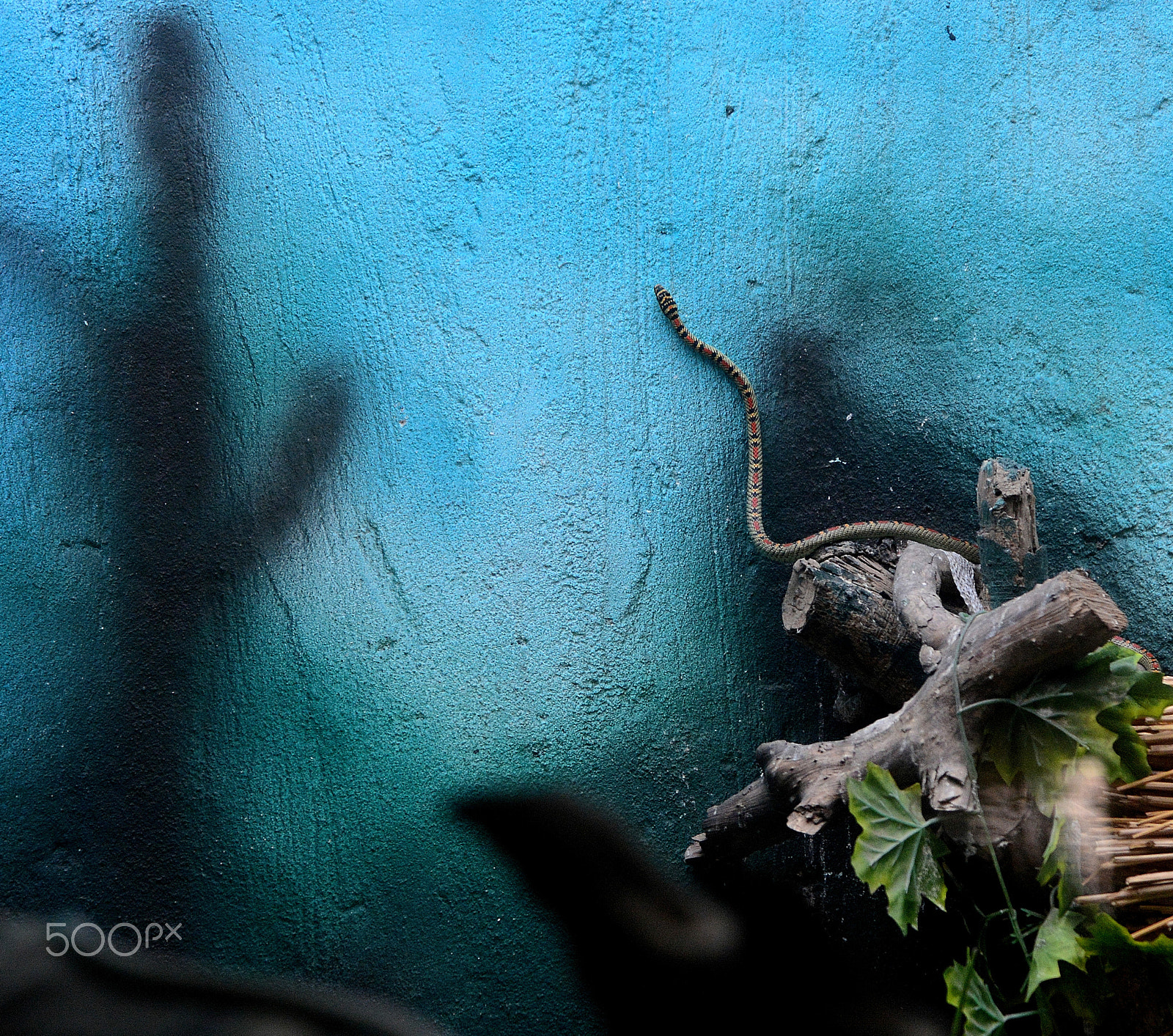 AF-S Zoom-Nikkor 80-200mm f/2.8D IF-ED sample photo. Wall crawl photography