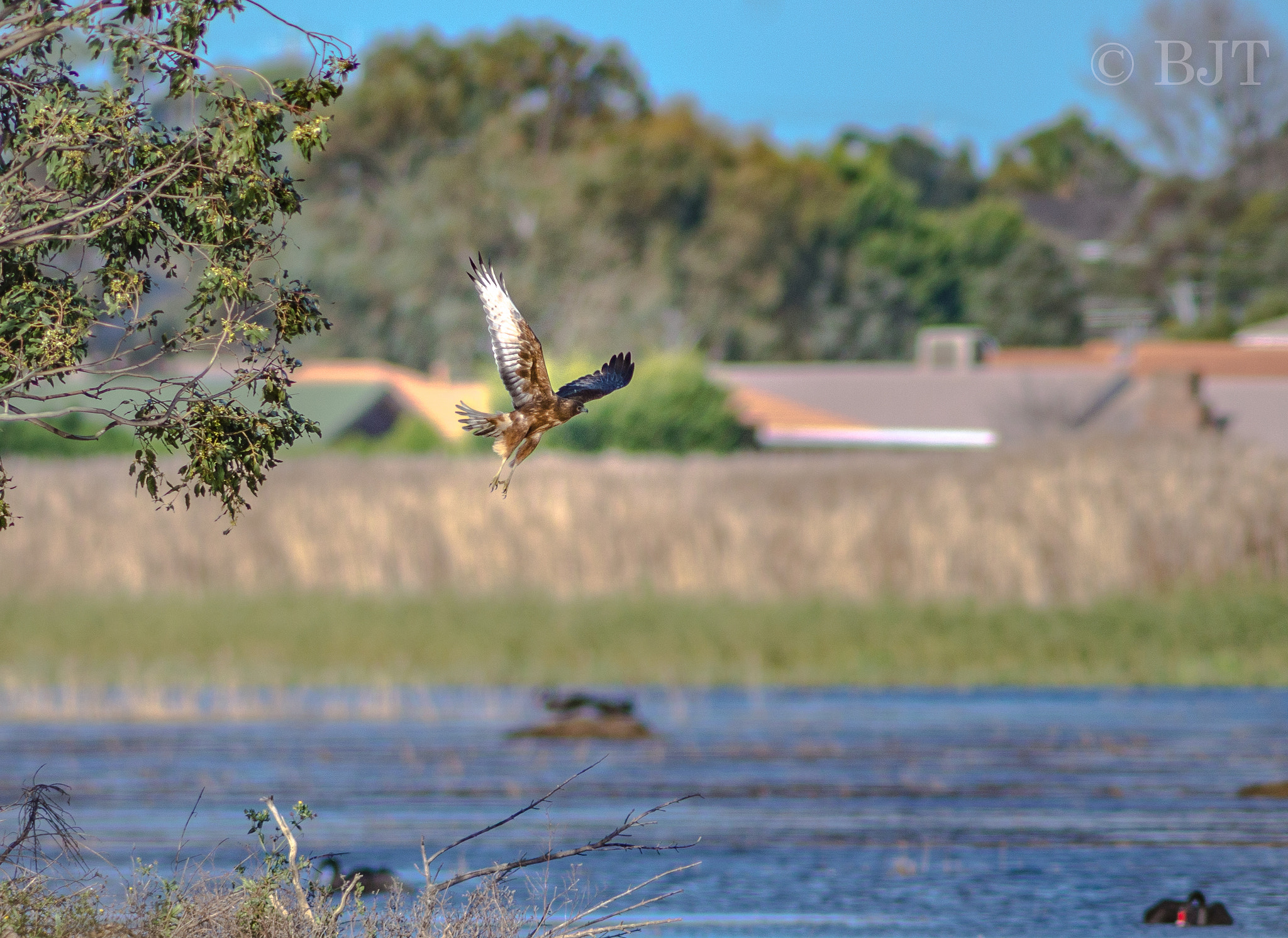 Nikon AF-S Nikkor 300mm F2.8G ED VR II sample photo. Harrier photography