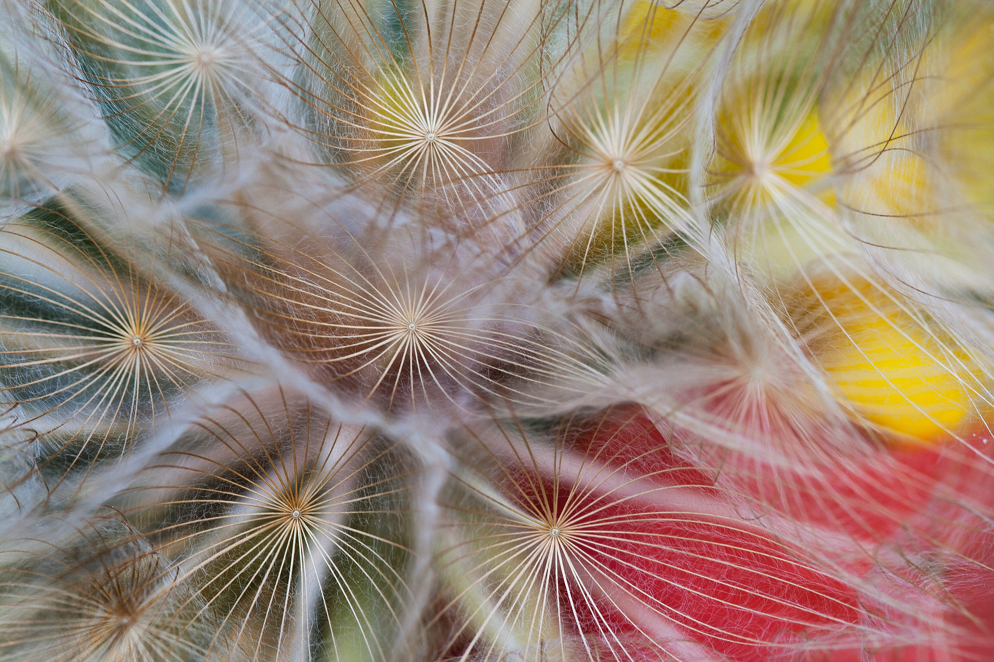 Canon EF 100mm F2.8 Macro USM sample photo. Hyperion photography