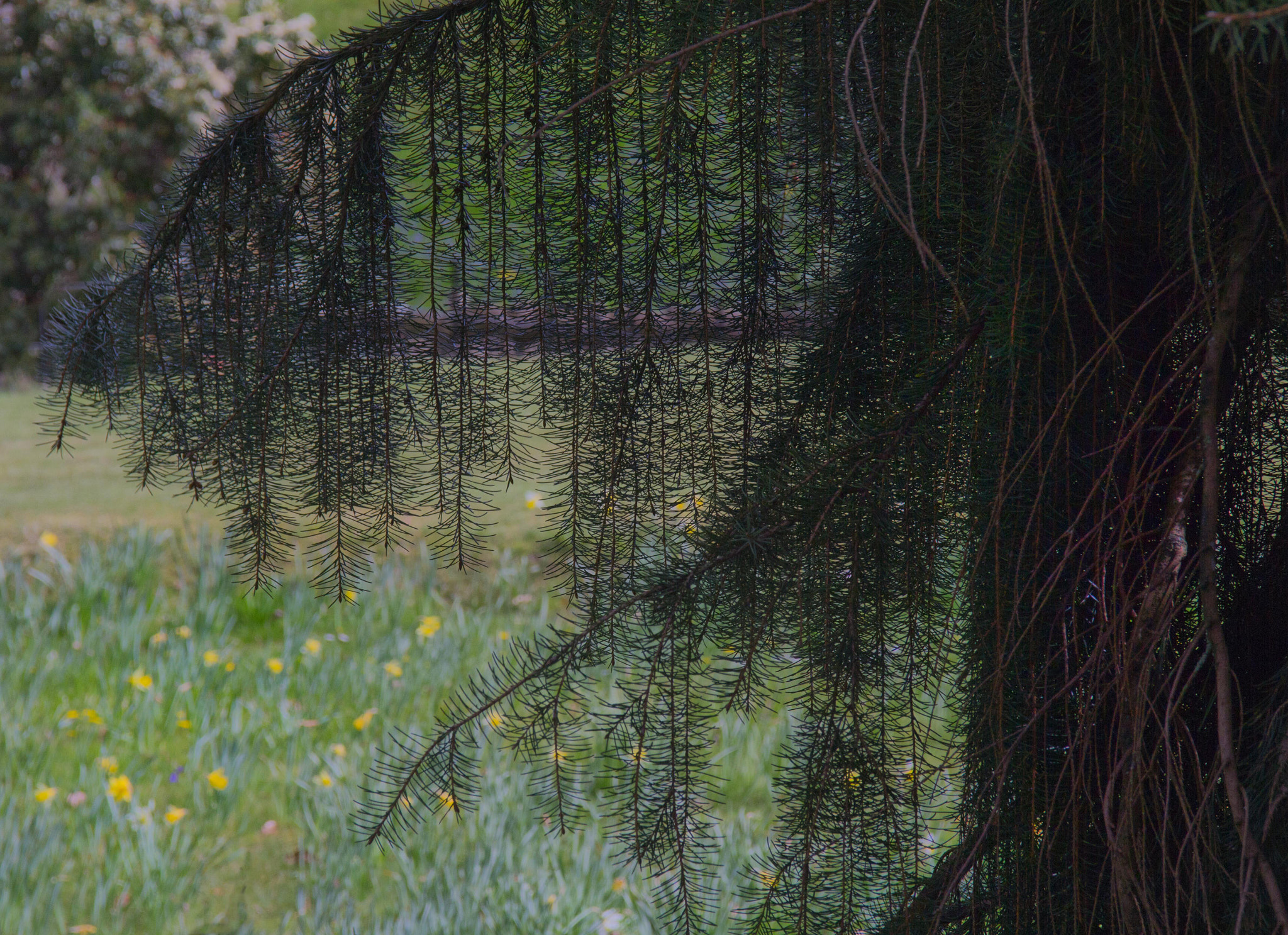 Sigma 18-125mm F3.8-5.6 DC OS HSM sample photo. Quarry bank edited photography