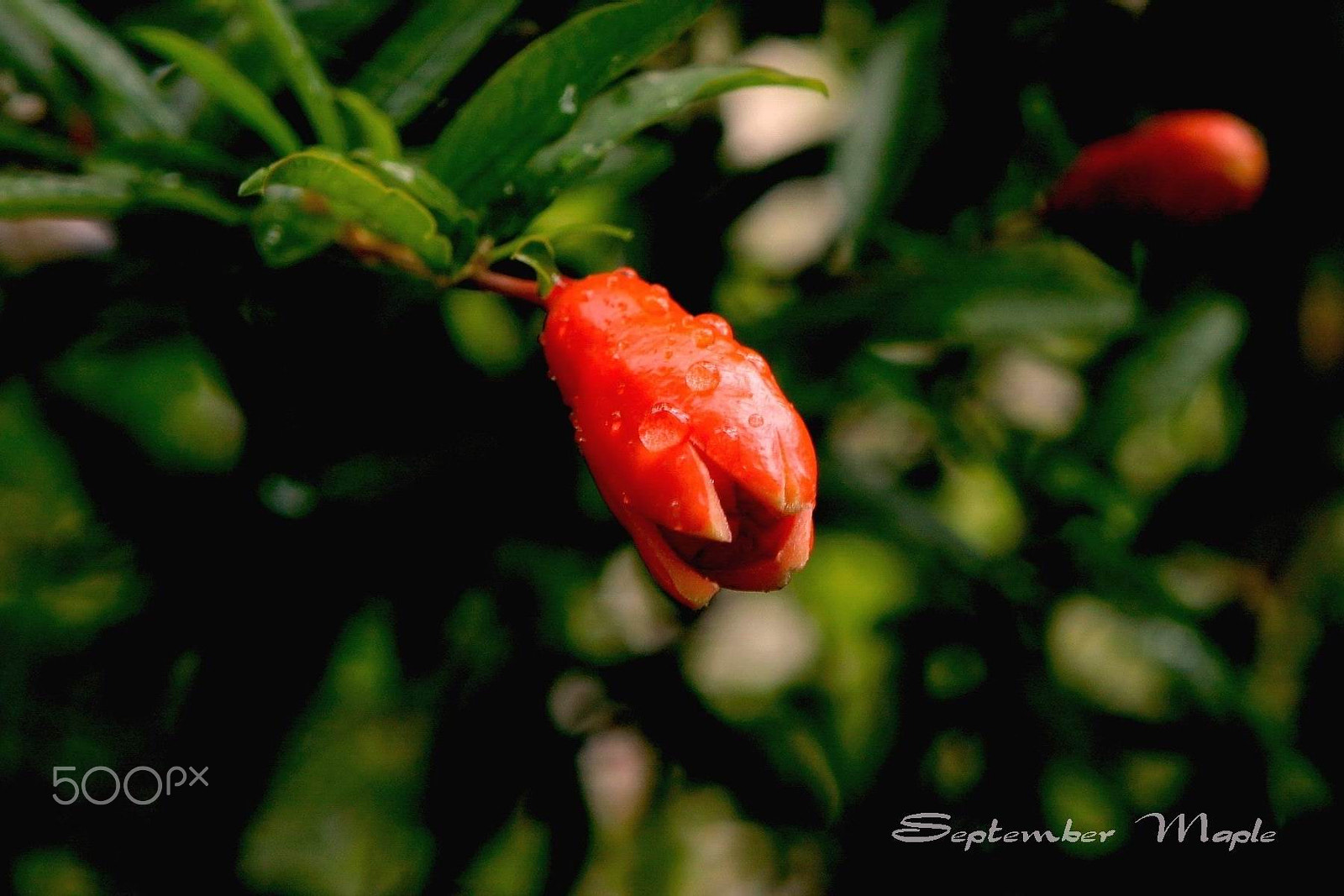 Sony NEX-5C sample photo. 雨中的花蕾 1 photography