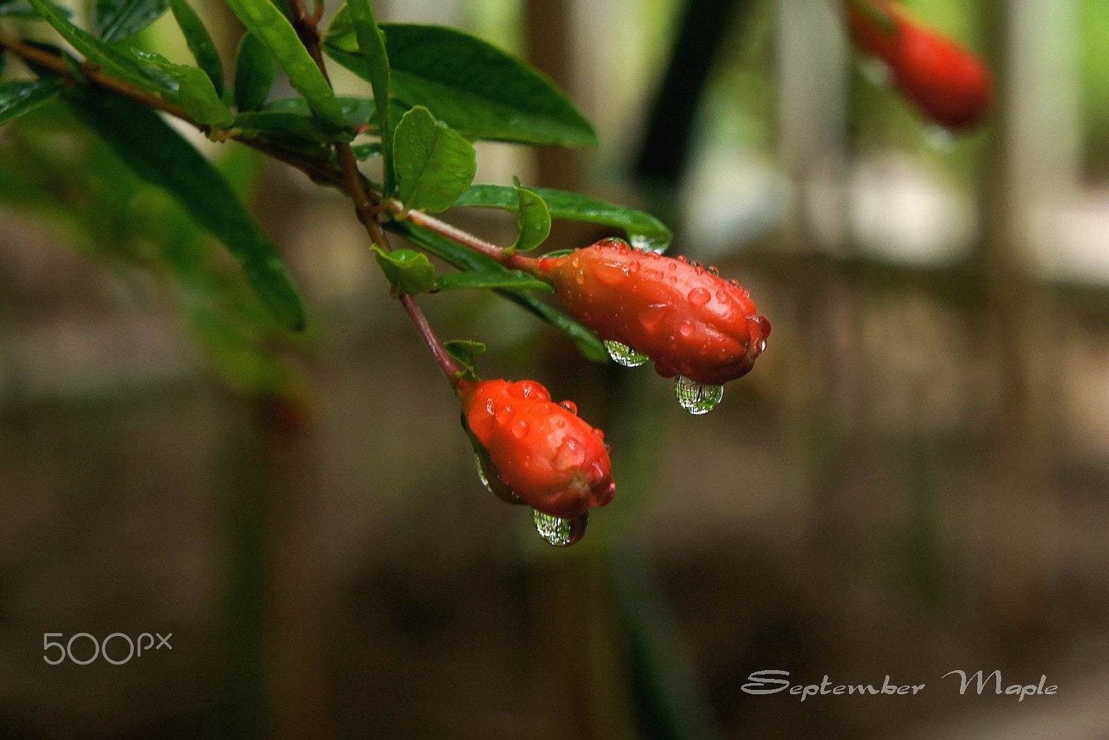 Sony NEX-5C sample photo. 雨中的花蕾 2 photography