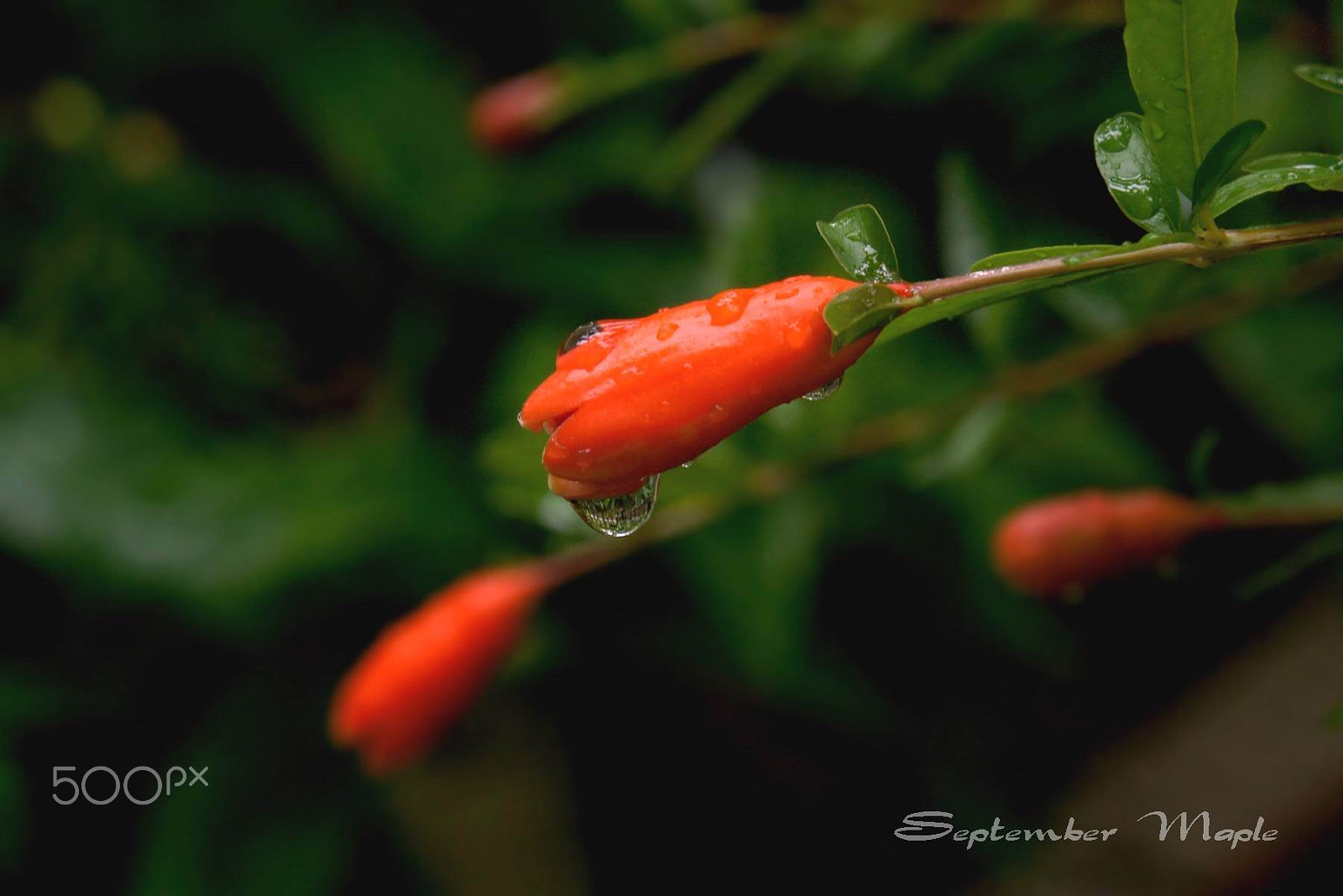 Sony NEX-5C sample photo. 雨中的花蕾 3 photography