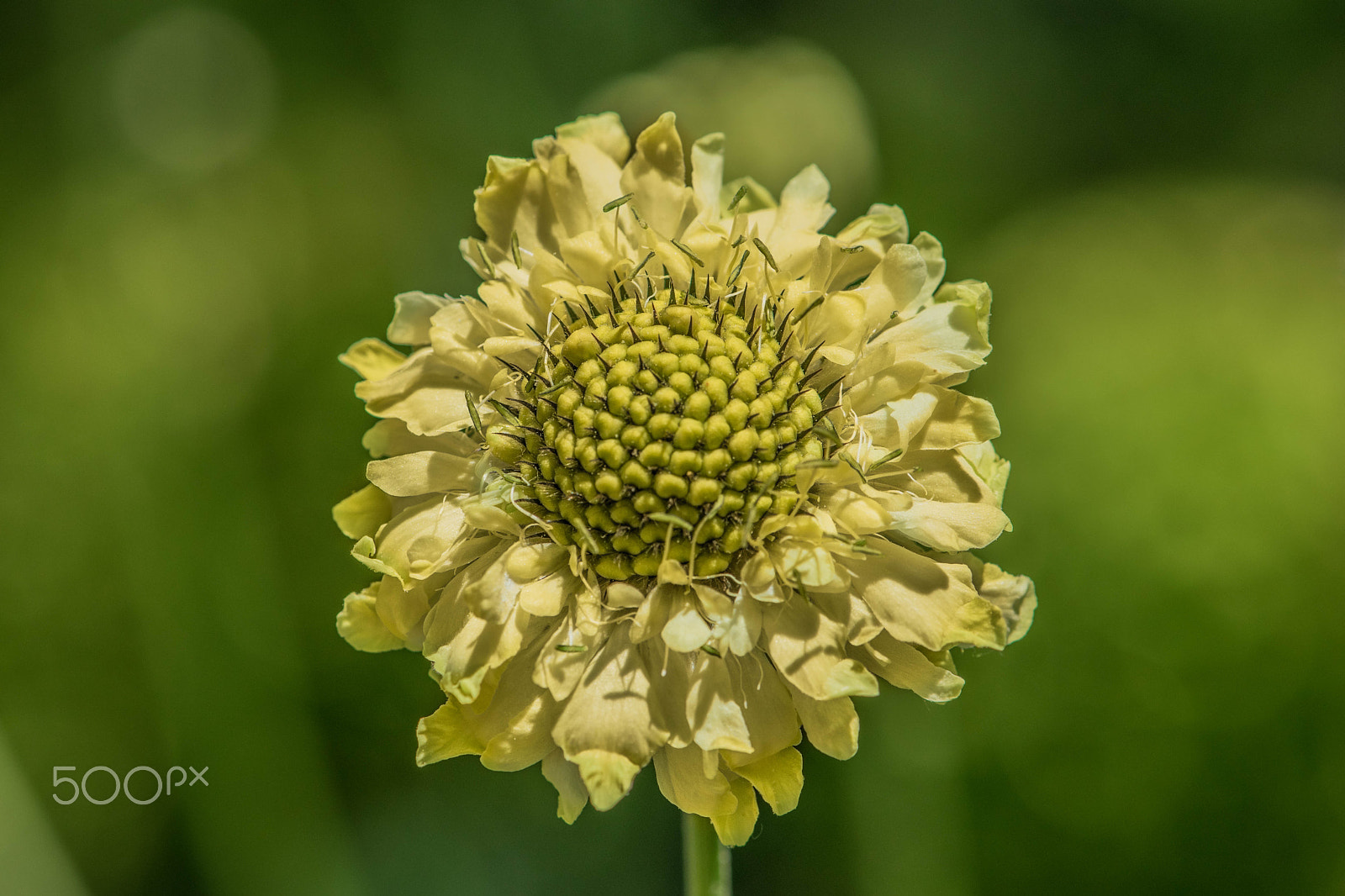 Nikon AF-S Micro-Nikkor 105mm F2.8G IF-ED VR sample photo. Green love photography