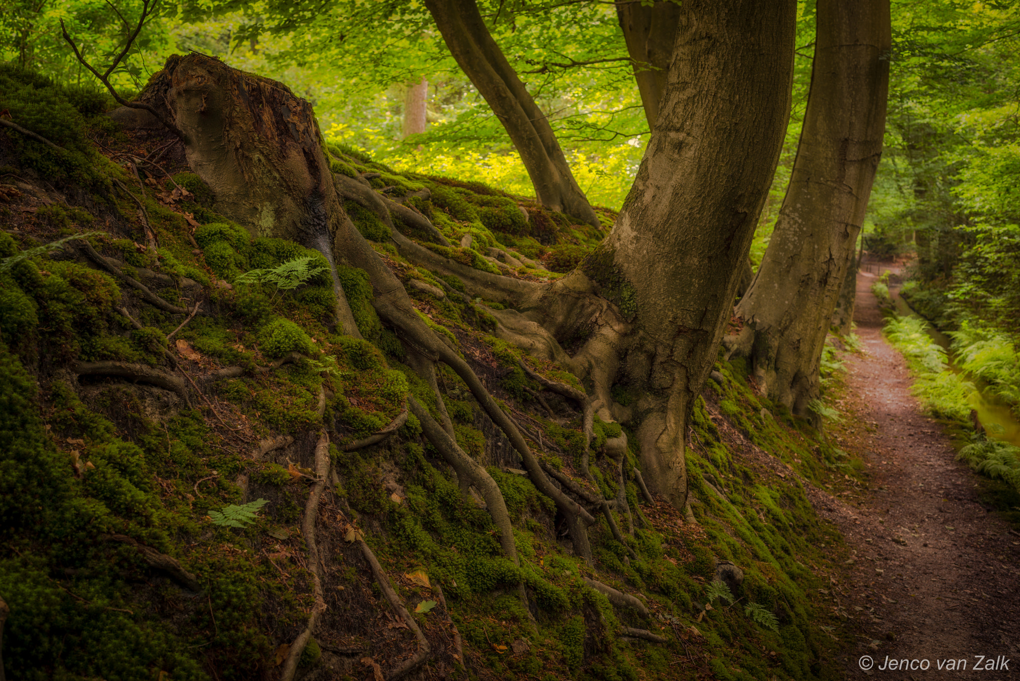 Nikon D800 + AF Nikkor 50mm f/1.8 sample photo. Tree roots on the shore of the silver creek photography