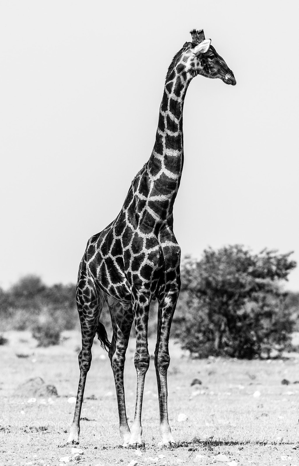 Nikon AF-S Nikkor 200-400mm F4G ED-IF VR sample photo. Black & white etosha giraffe photography